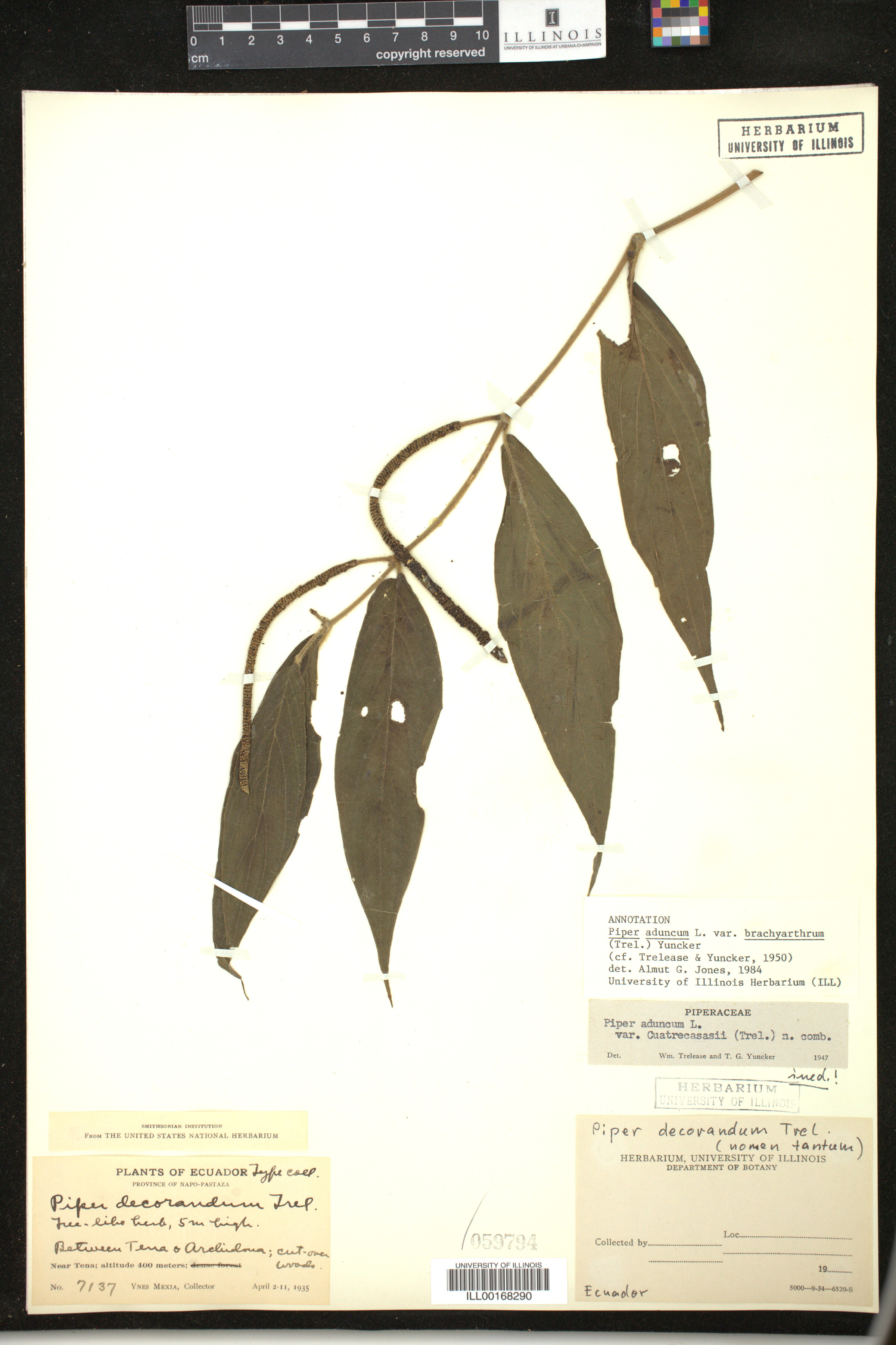 Piperaceae image