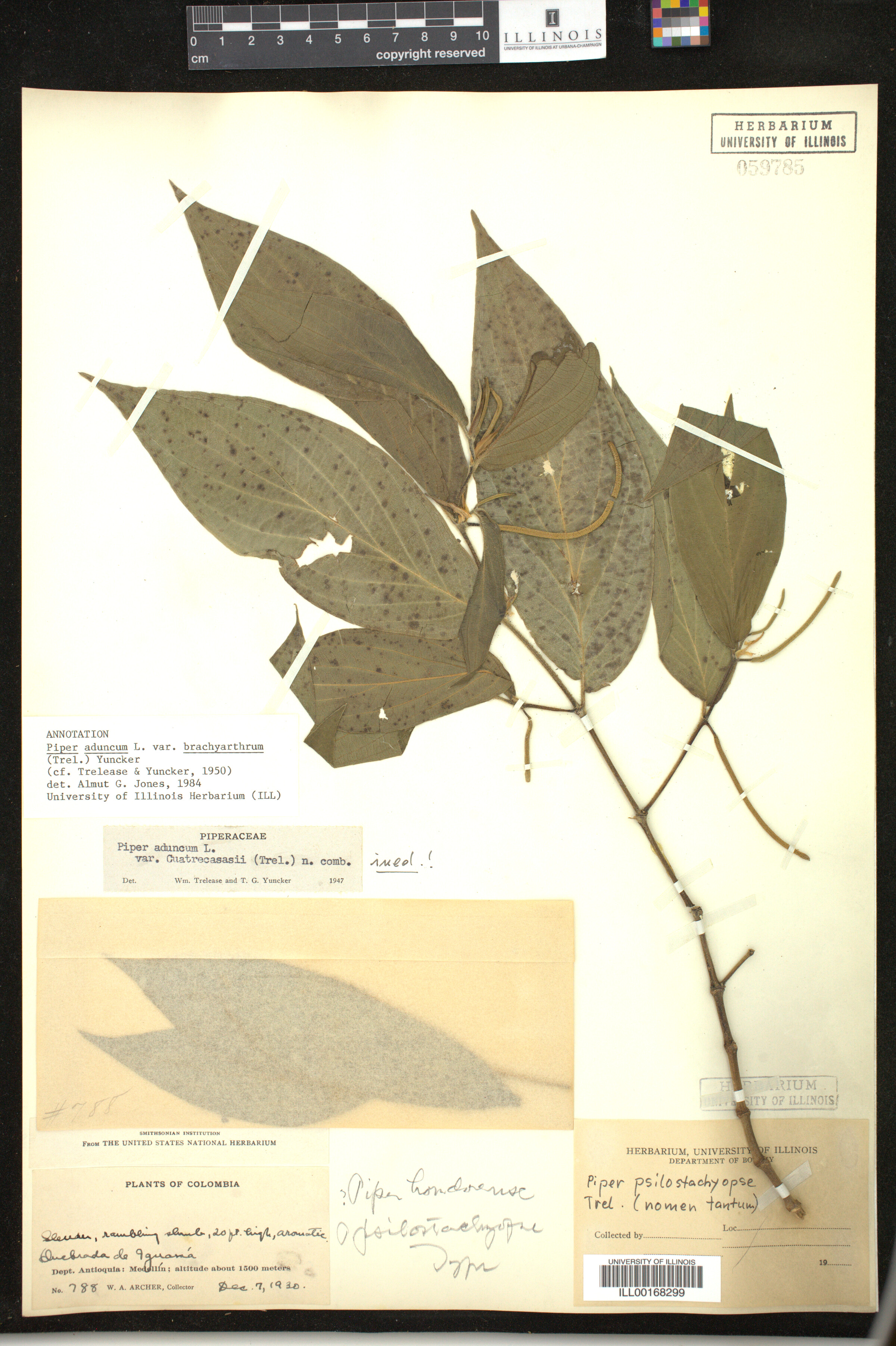 Piper aduncum image