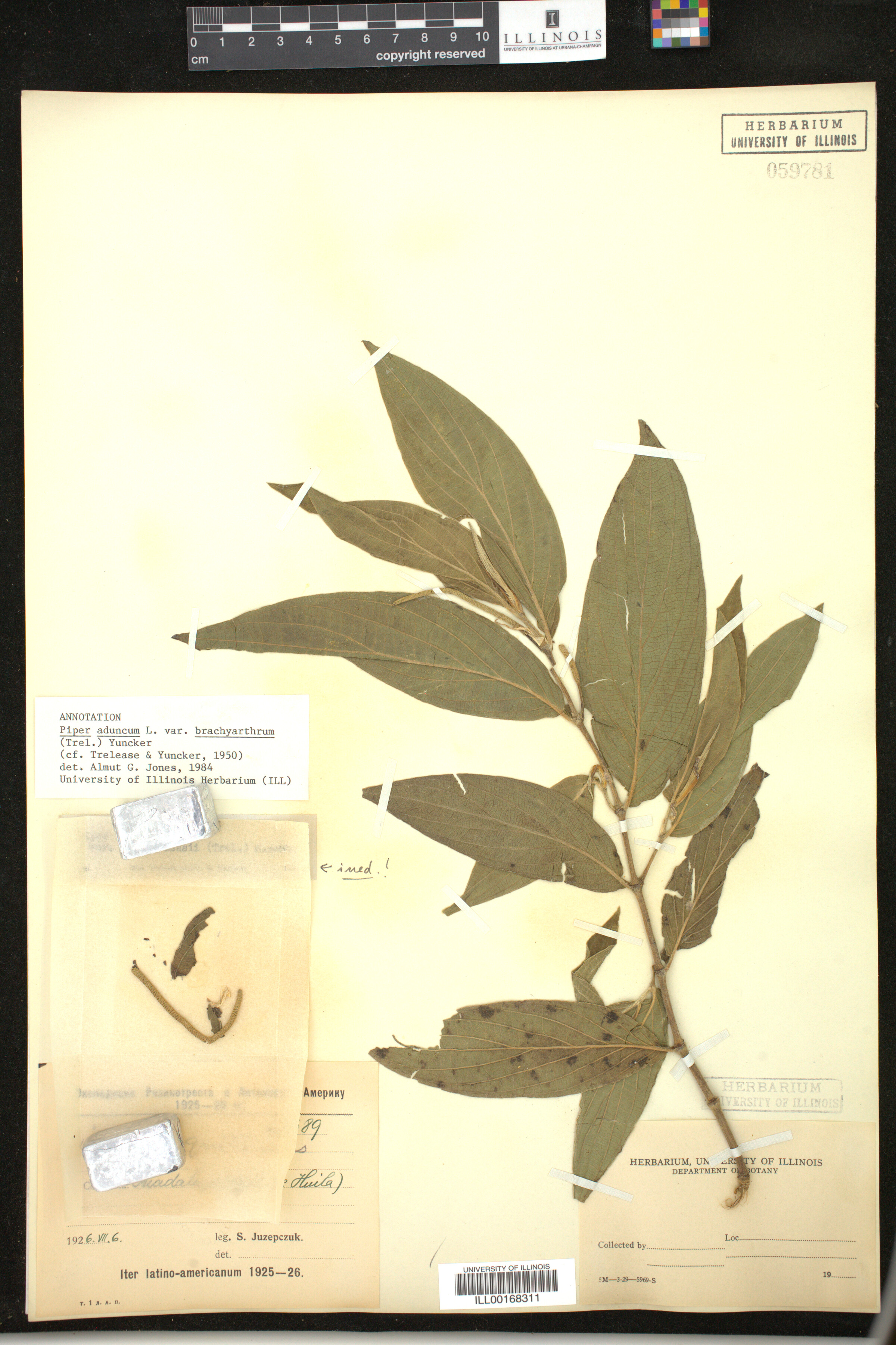 Piper aduncum image
