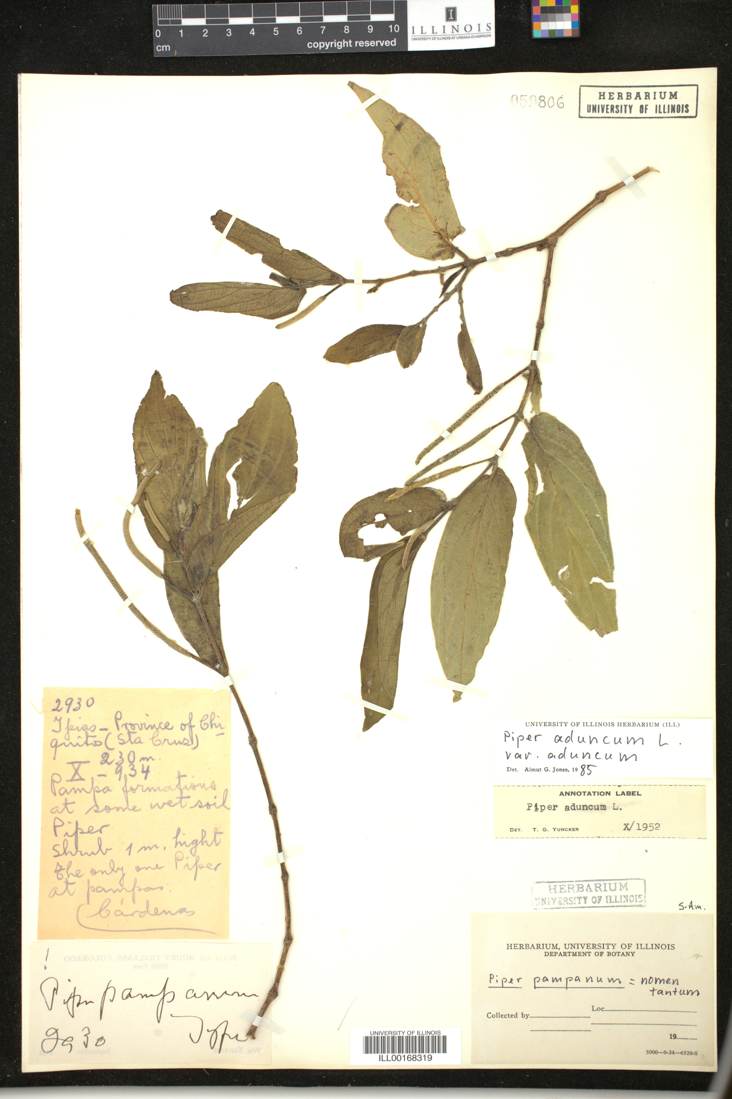Piper aduncum image