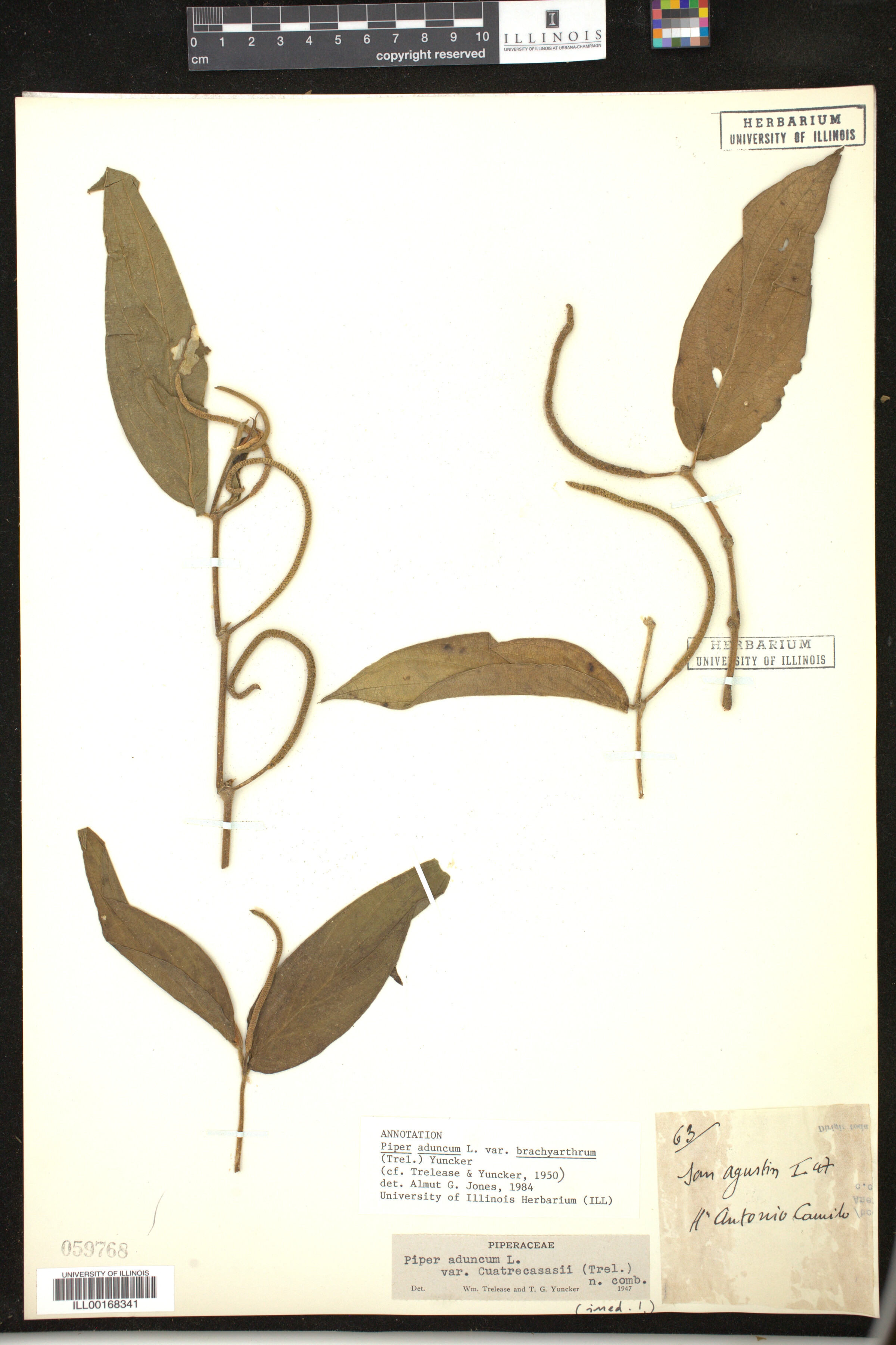 Piper aduncum image