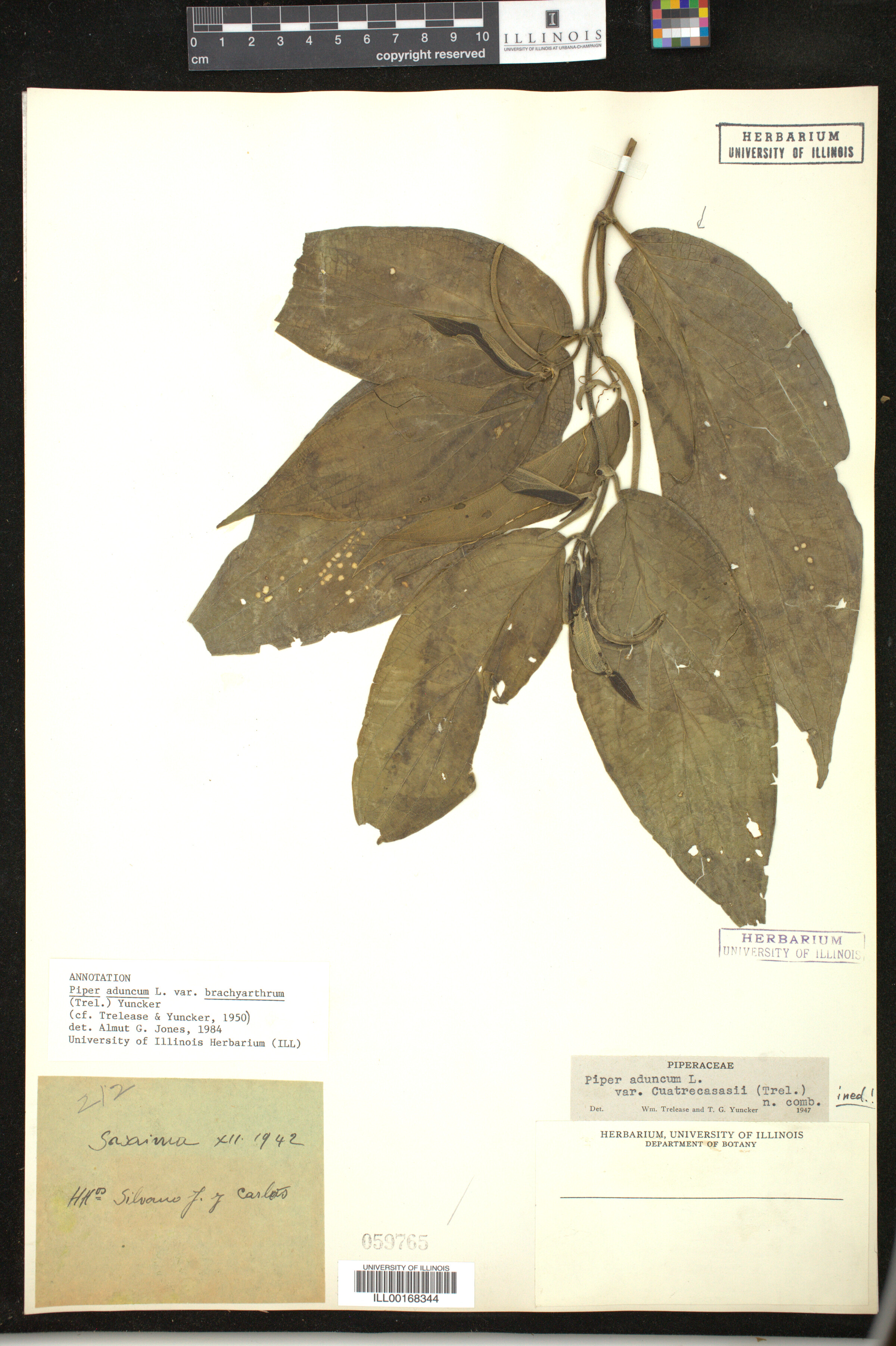 Piper aduncum image