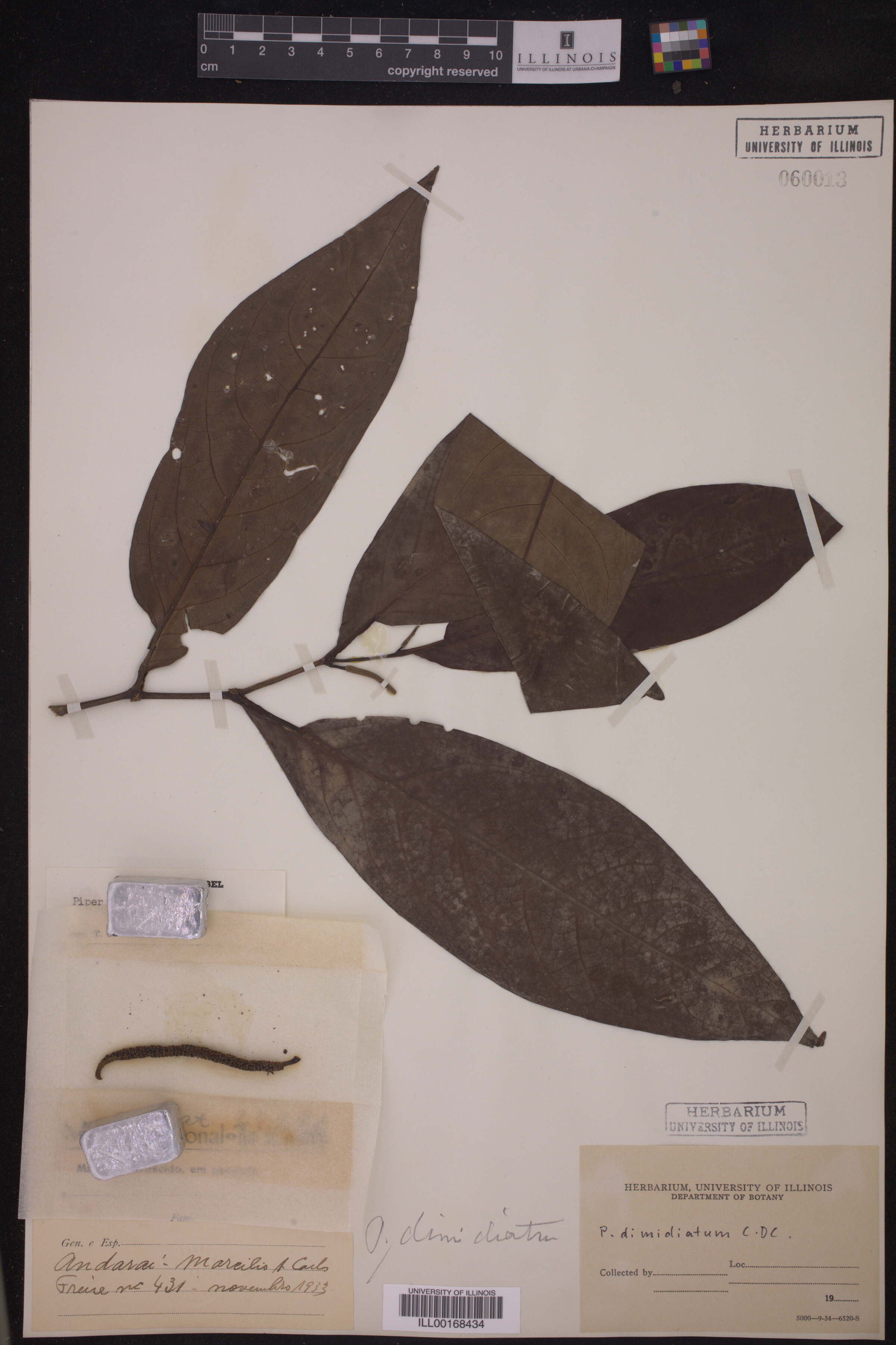 Piper arboreum ssp. arboreum image