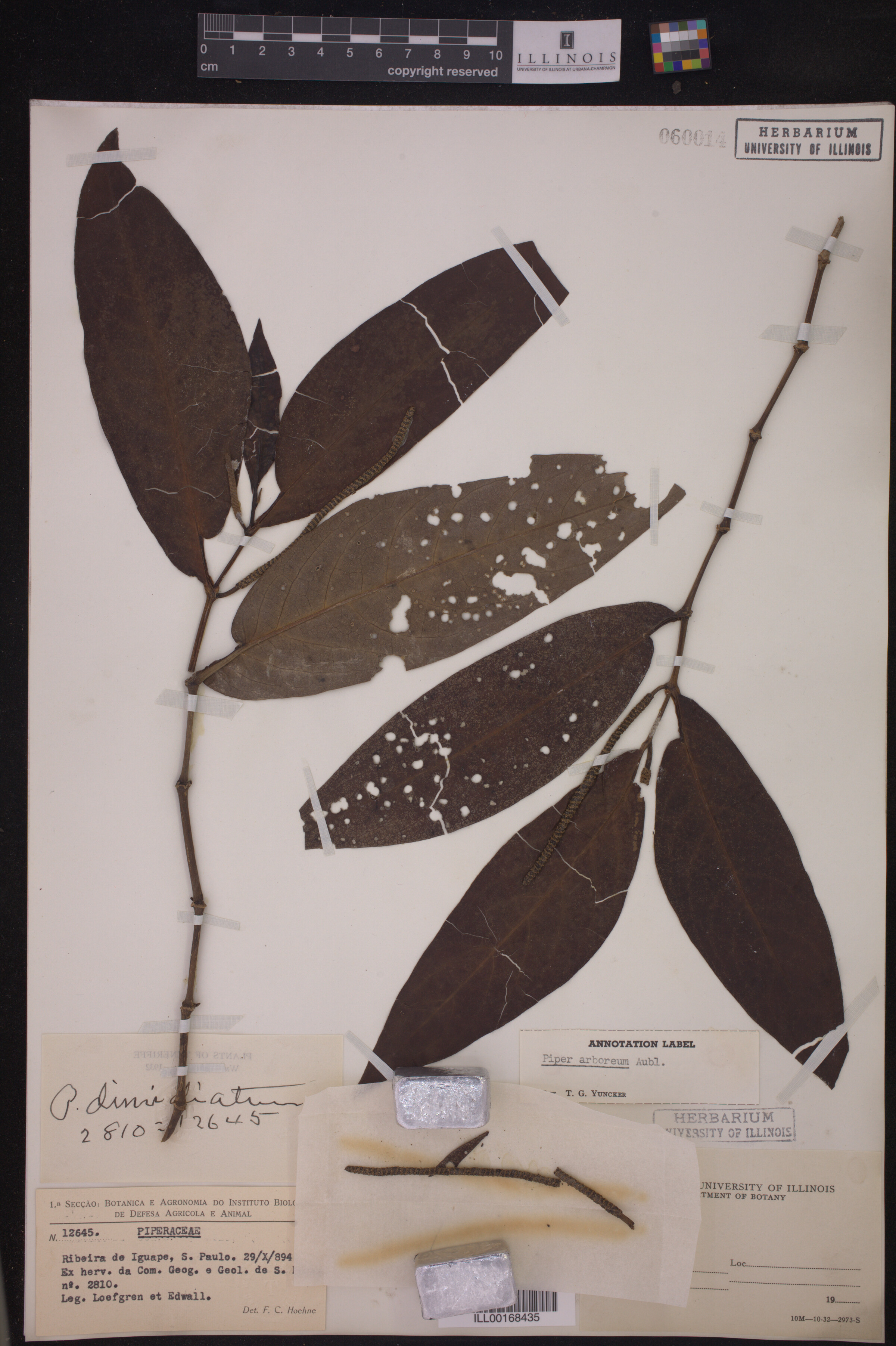 Piper arboreum ssp. arboreum image