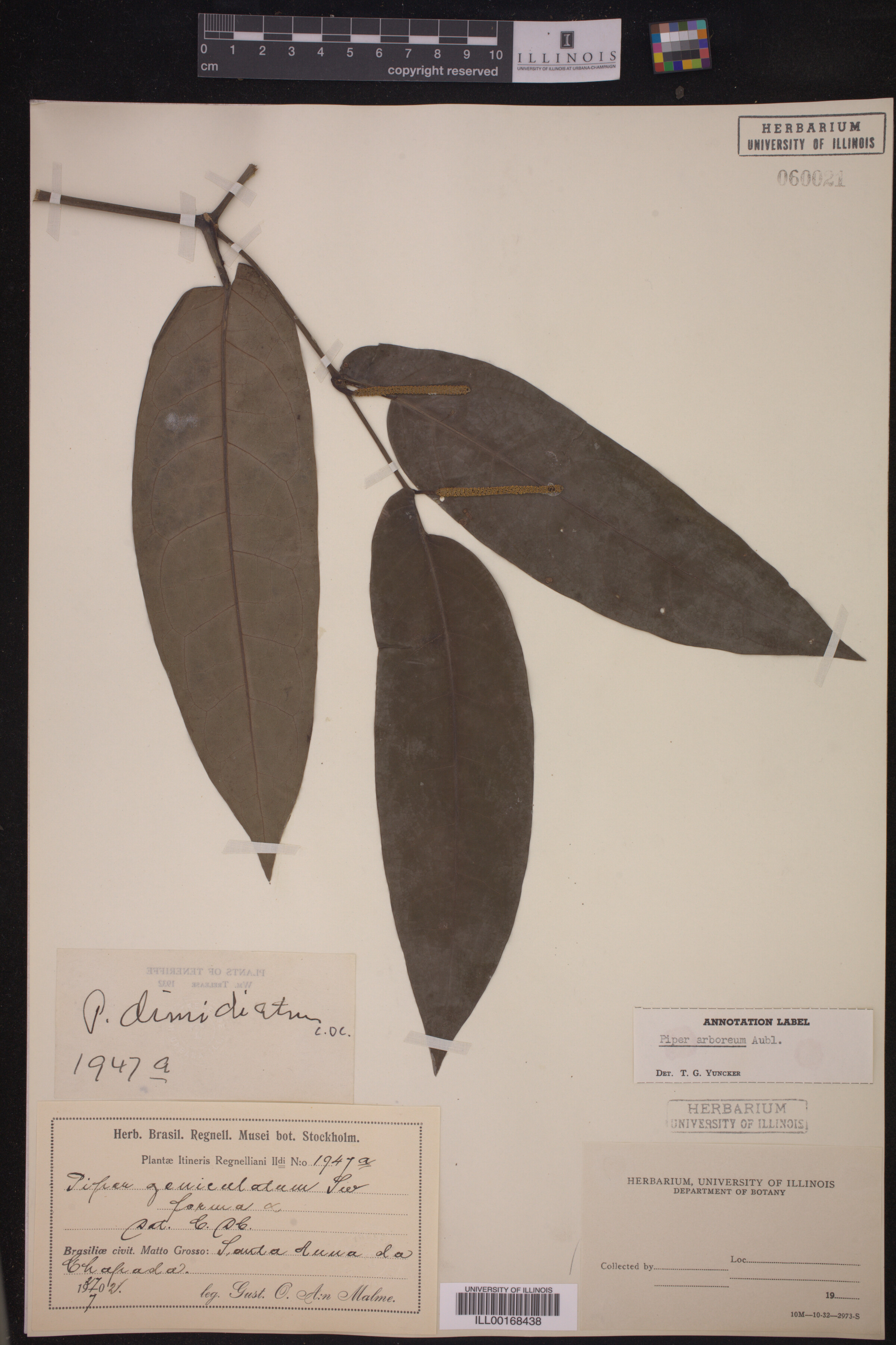 Piper arboreum ssp. arboreum image
