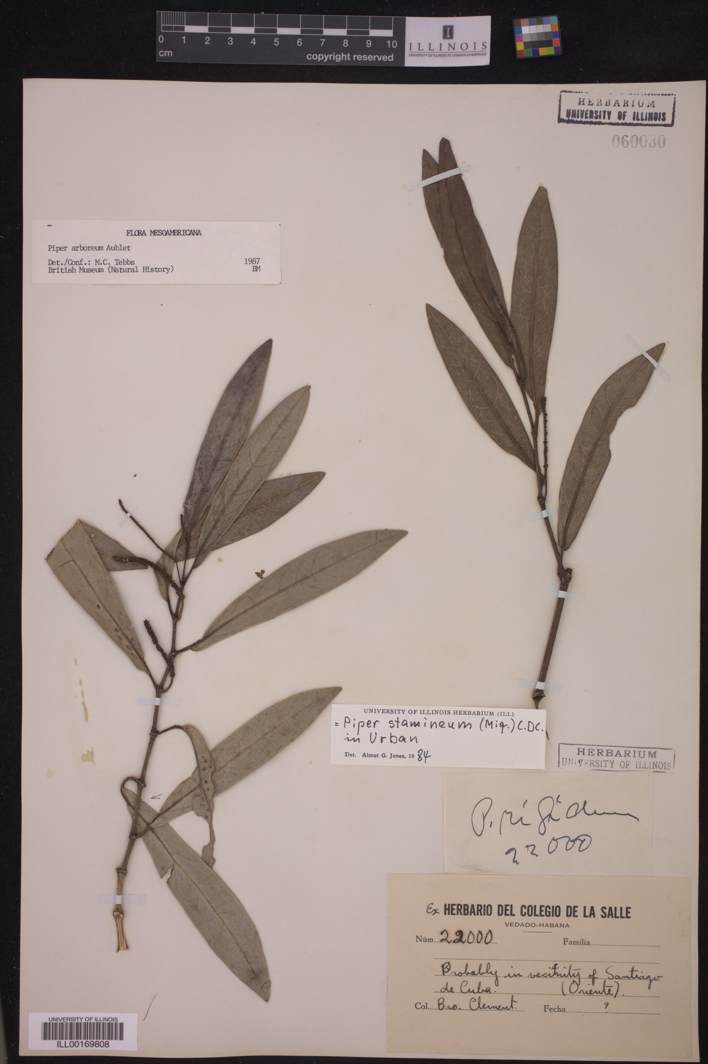 Piper arboreum ssp. arboreum image