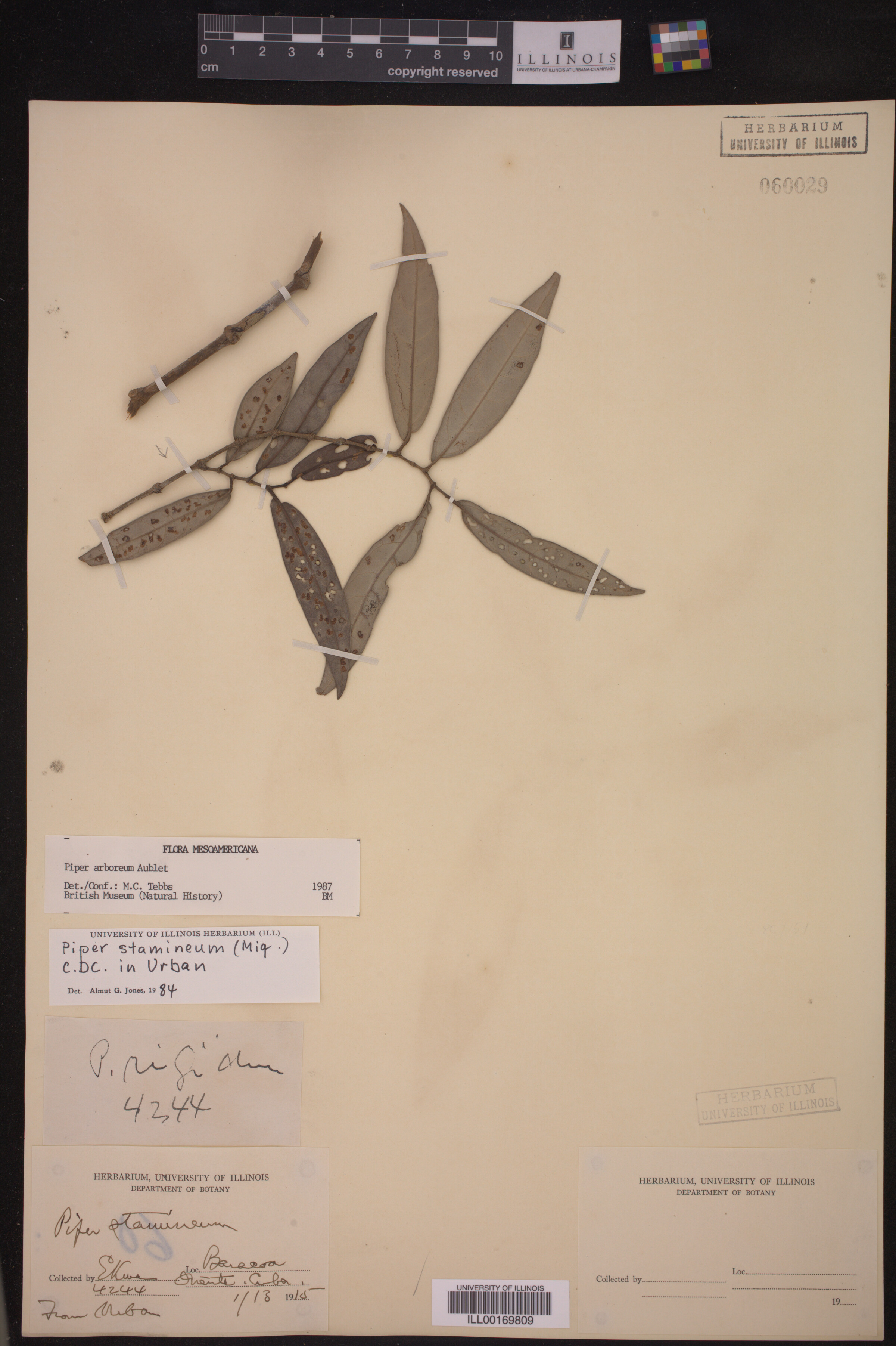 Piper arboreum ssp. arboreum image