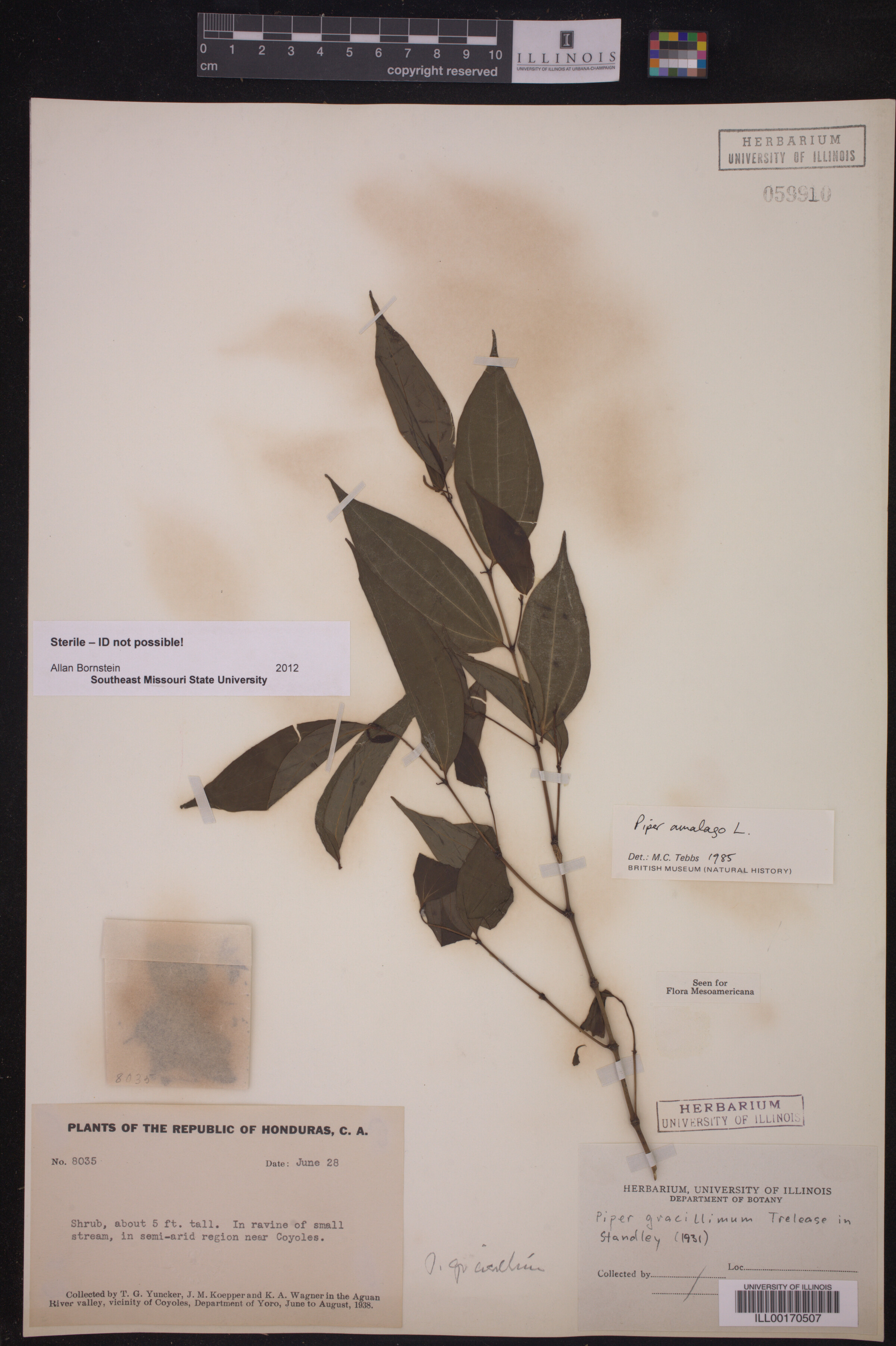 Piper gracillimum image