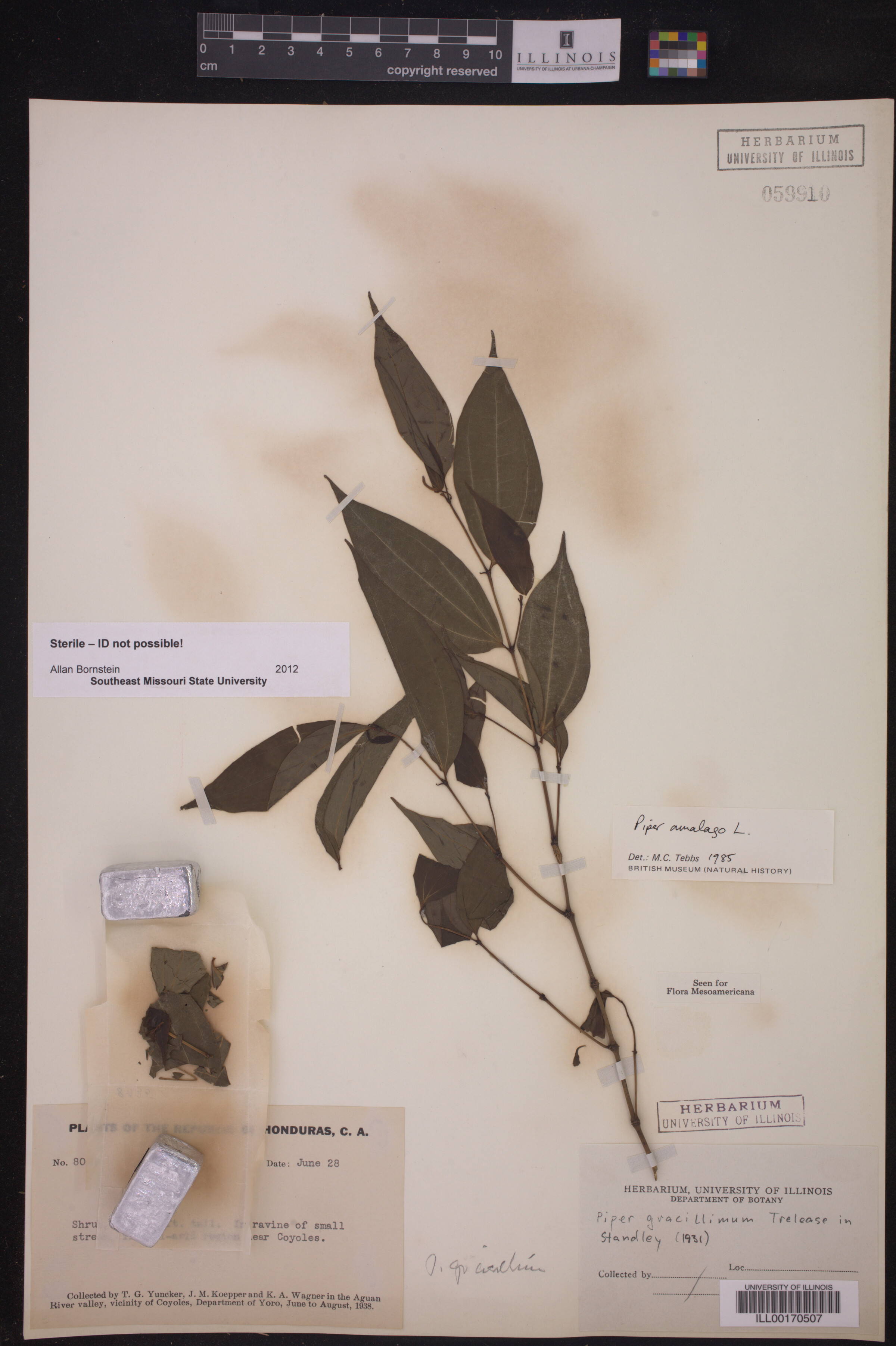 Piper gracillimum image