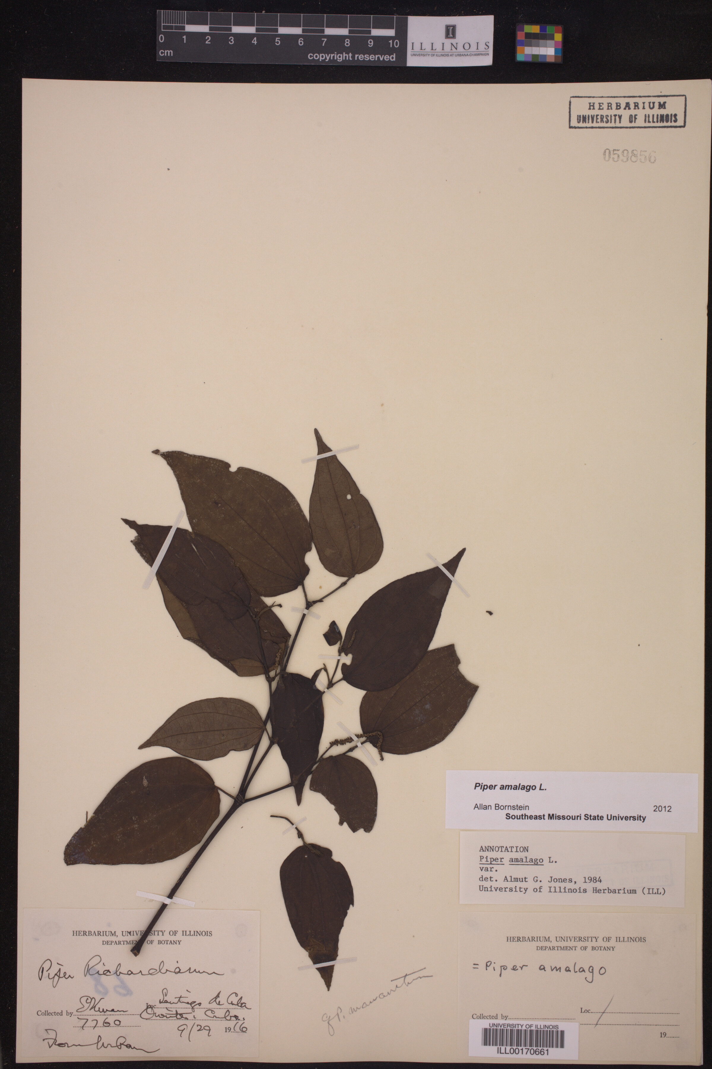 Piper amalago image