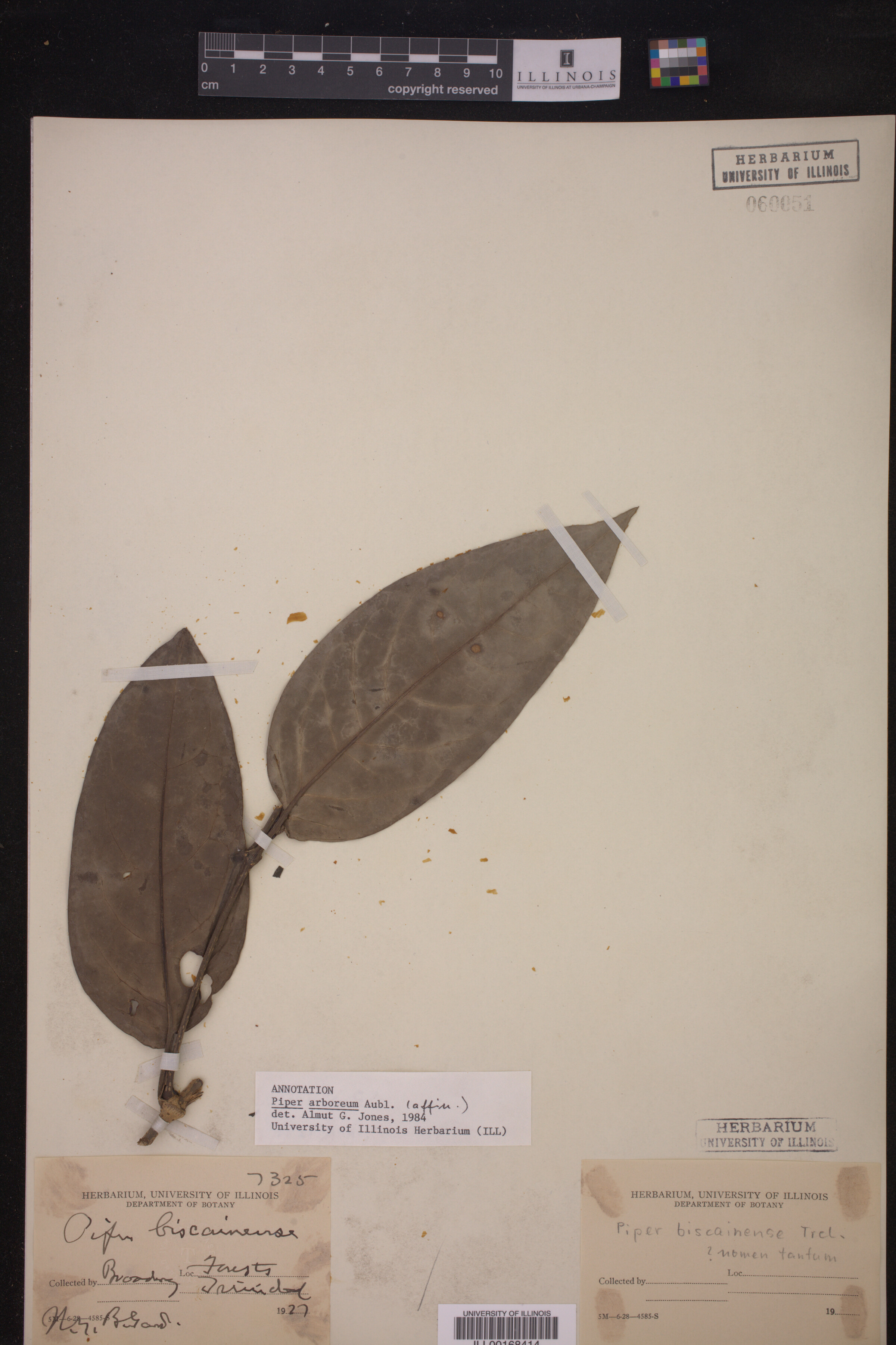 Piper arboreum ssp. arboreum image