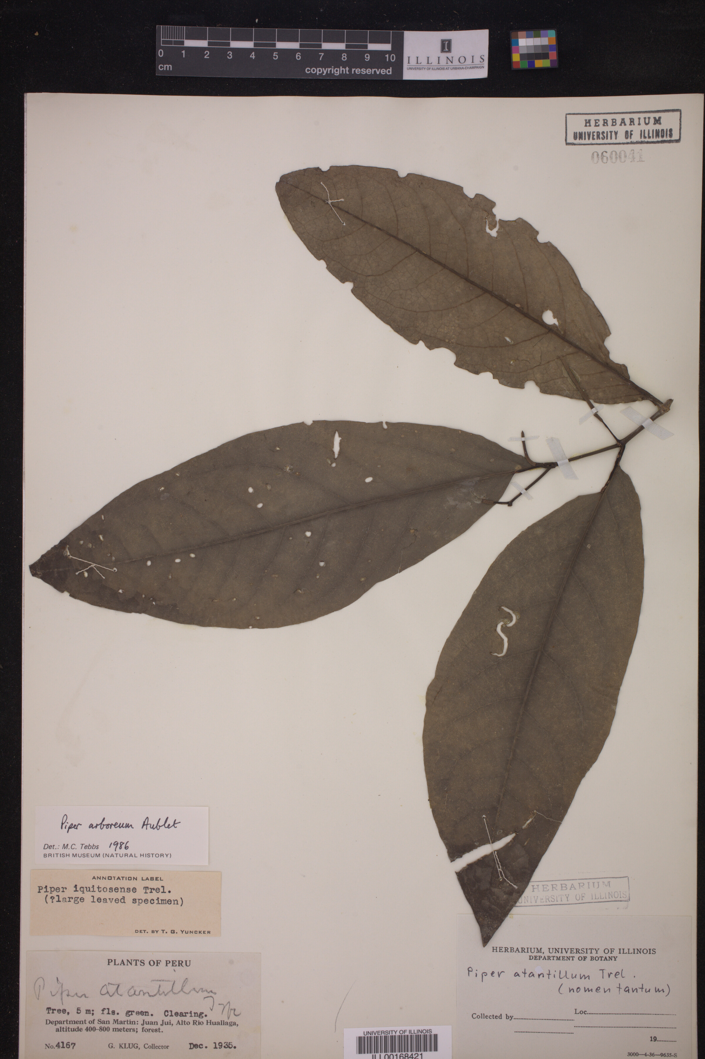 Piper arboreum ssp. arboreum image