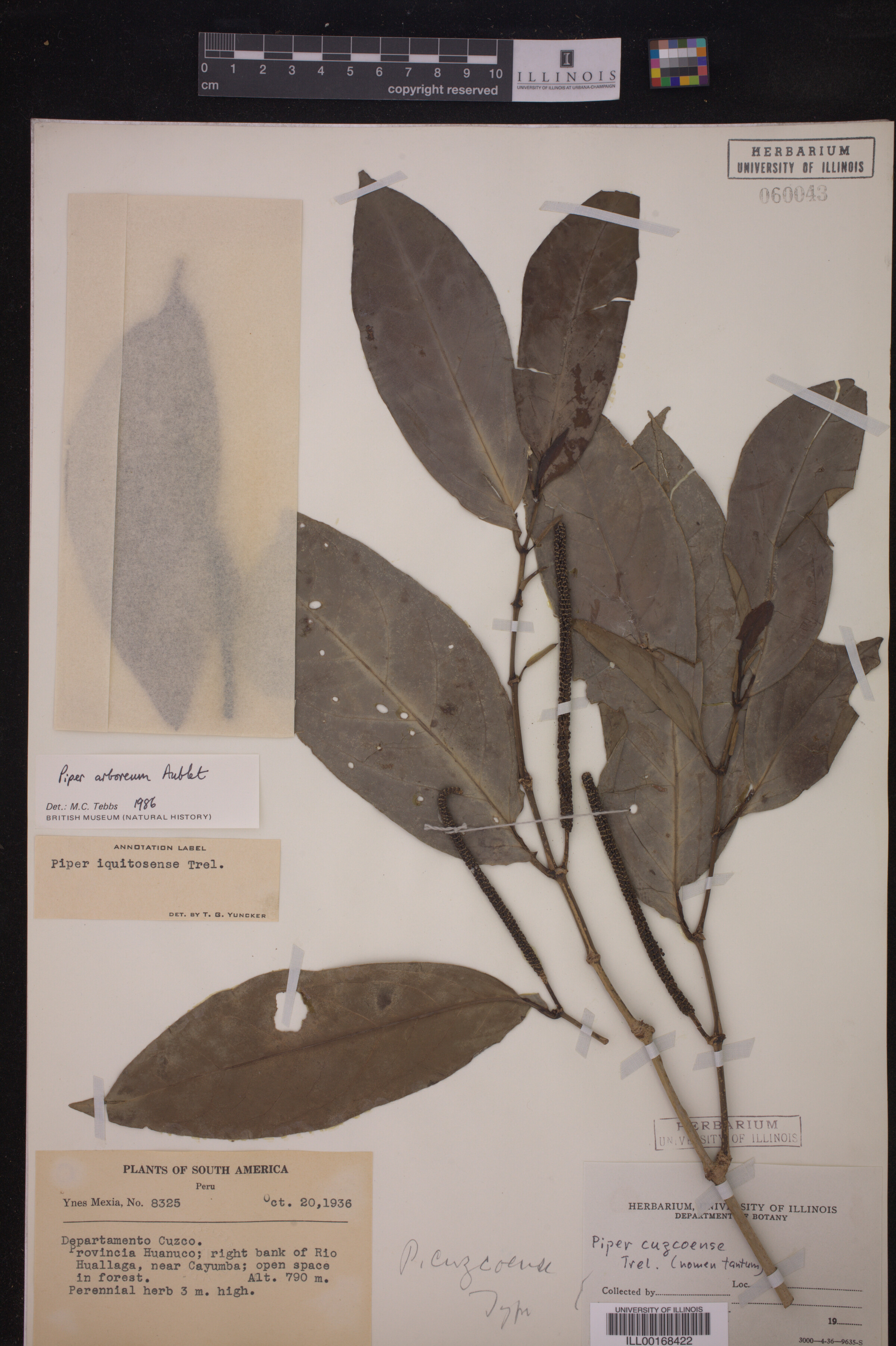 Piper arboreum ssp. arboreum image