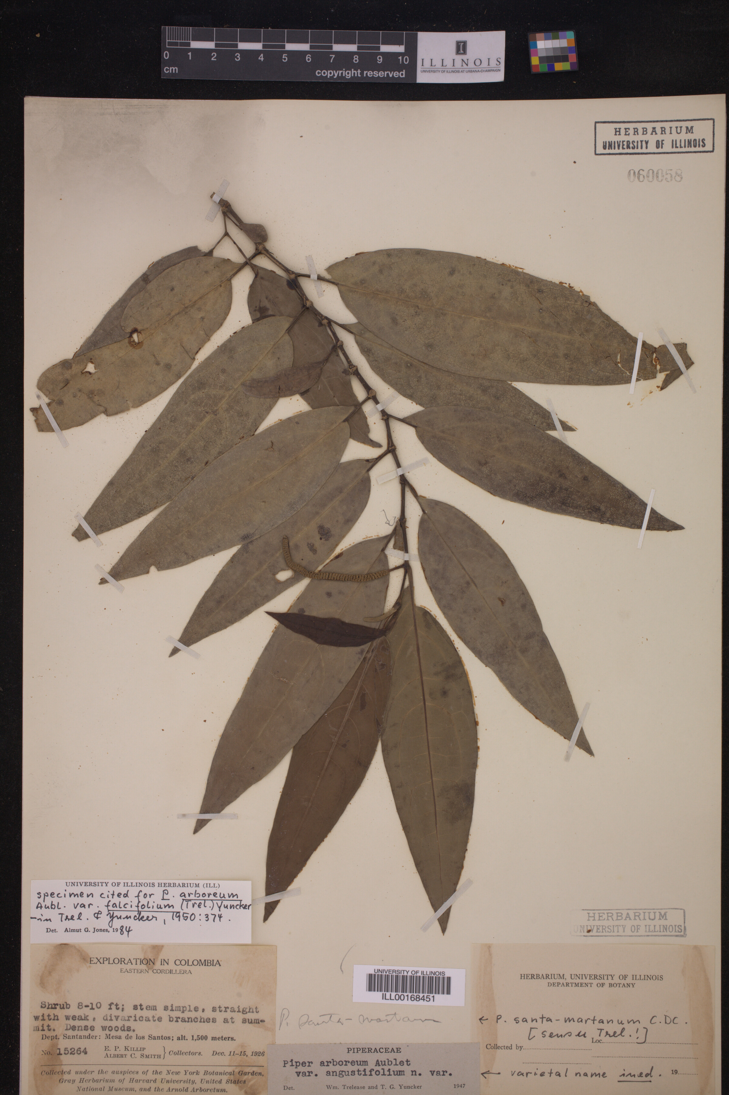 Piper arboreum ssp. arboreum image