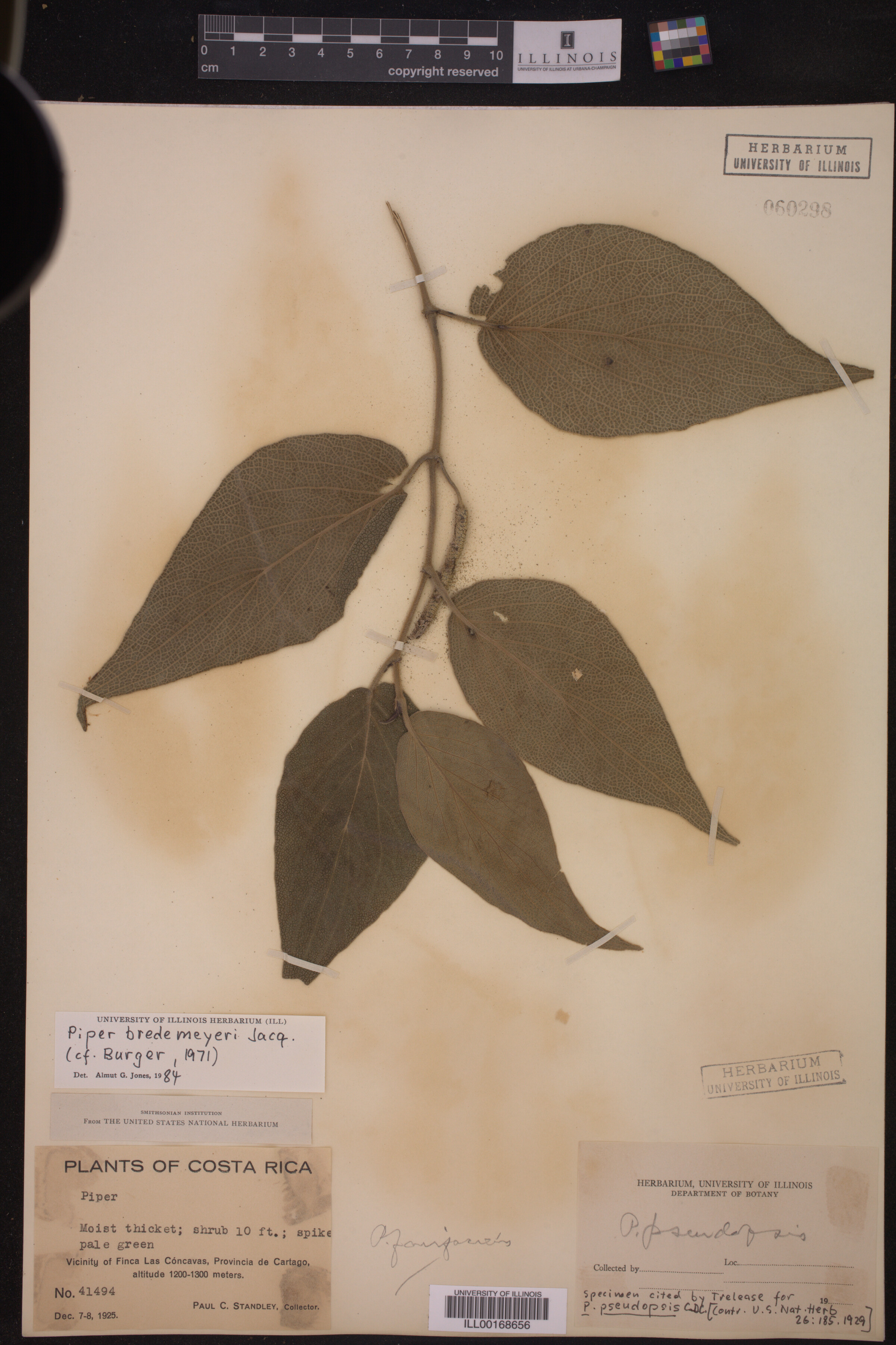 Piper bredemeyeri image