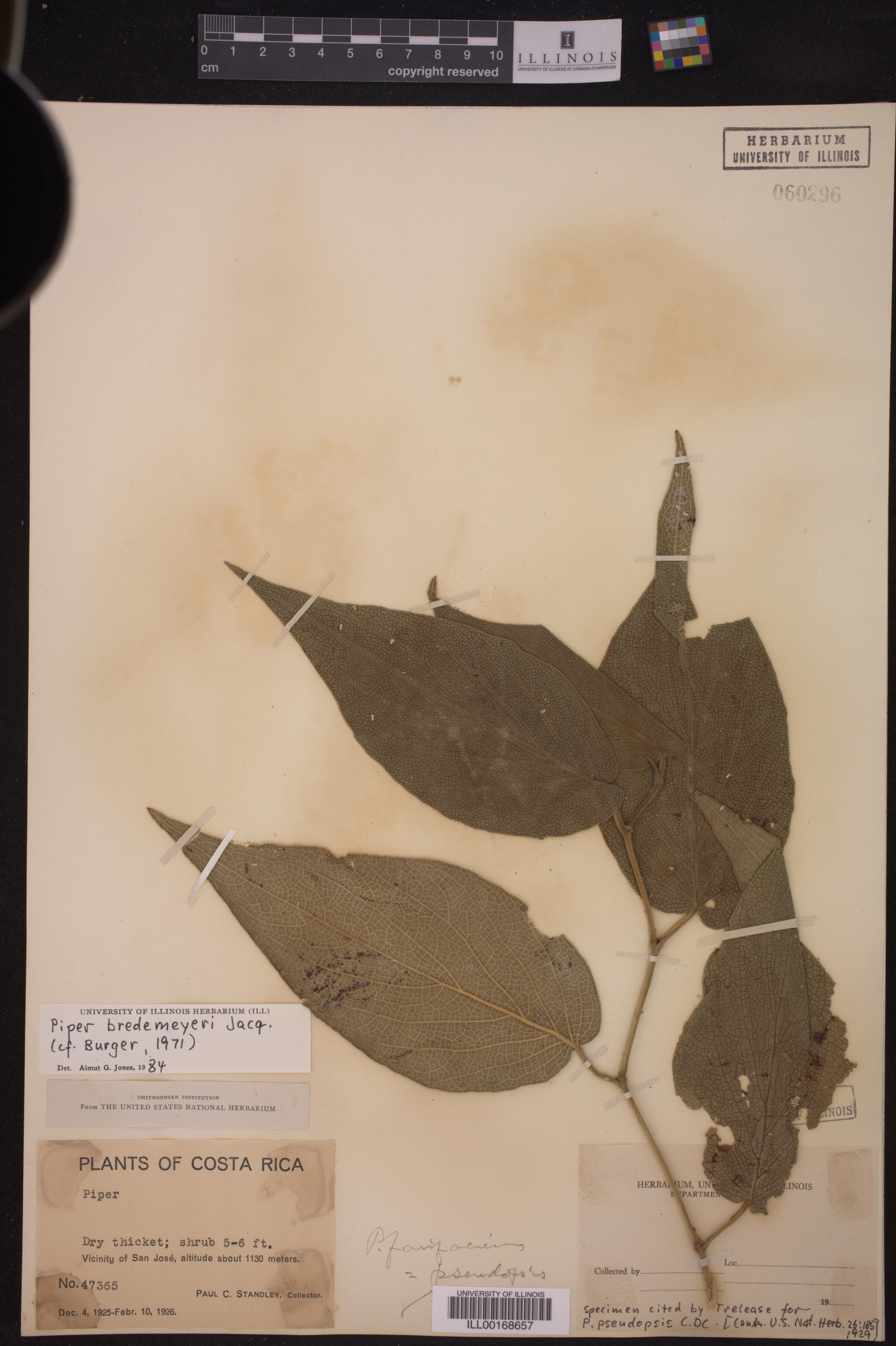 Piper bredemeyeri image