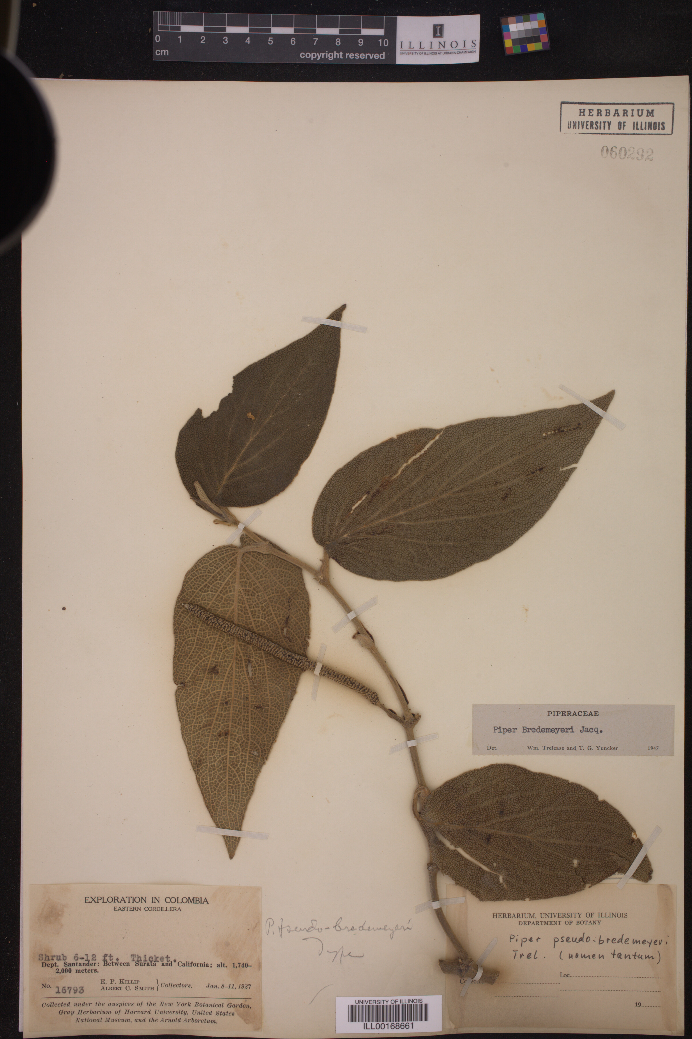 Piper bredemeyeri image