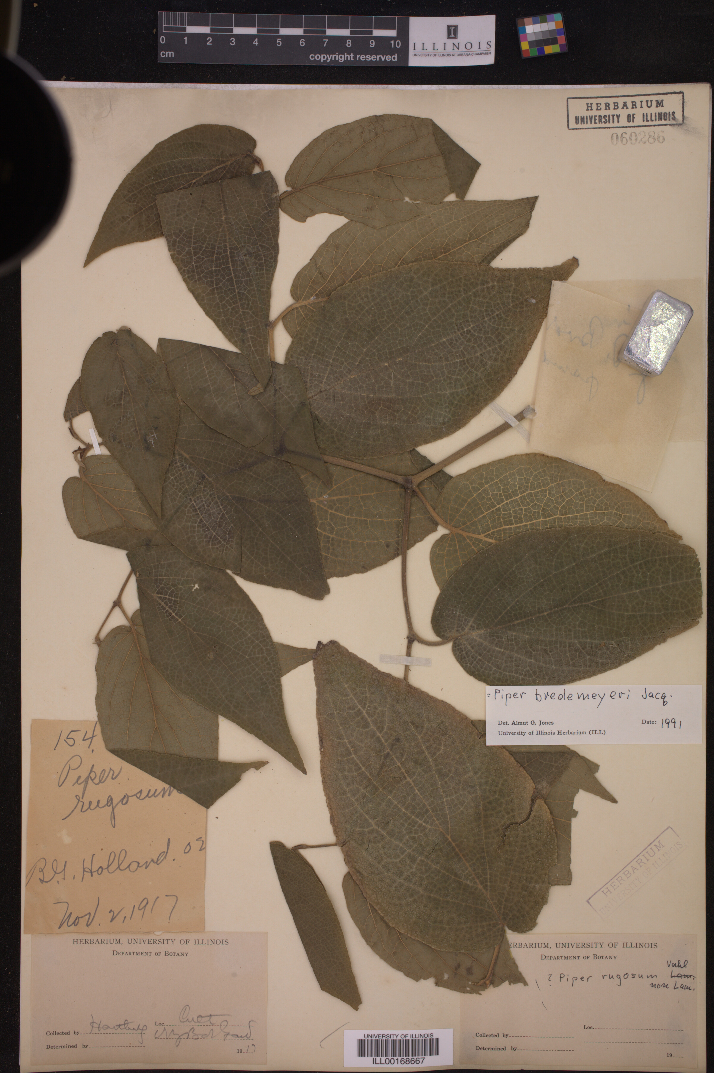 Piper bredemeyeri image