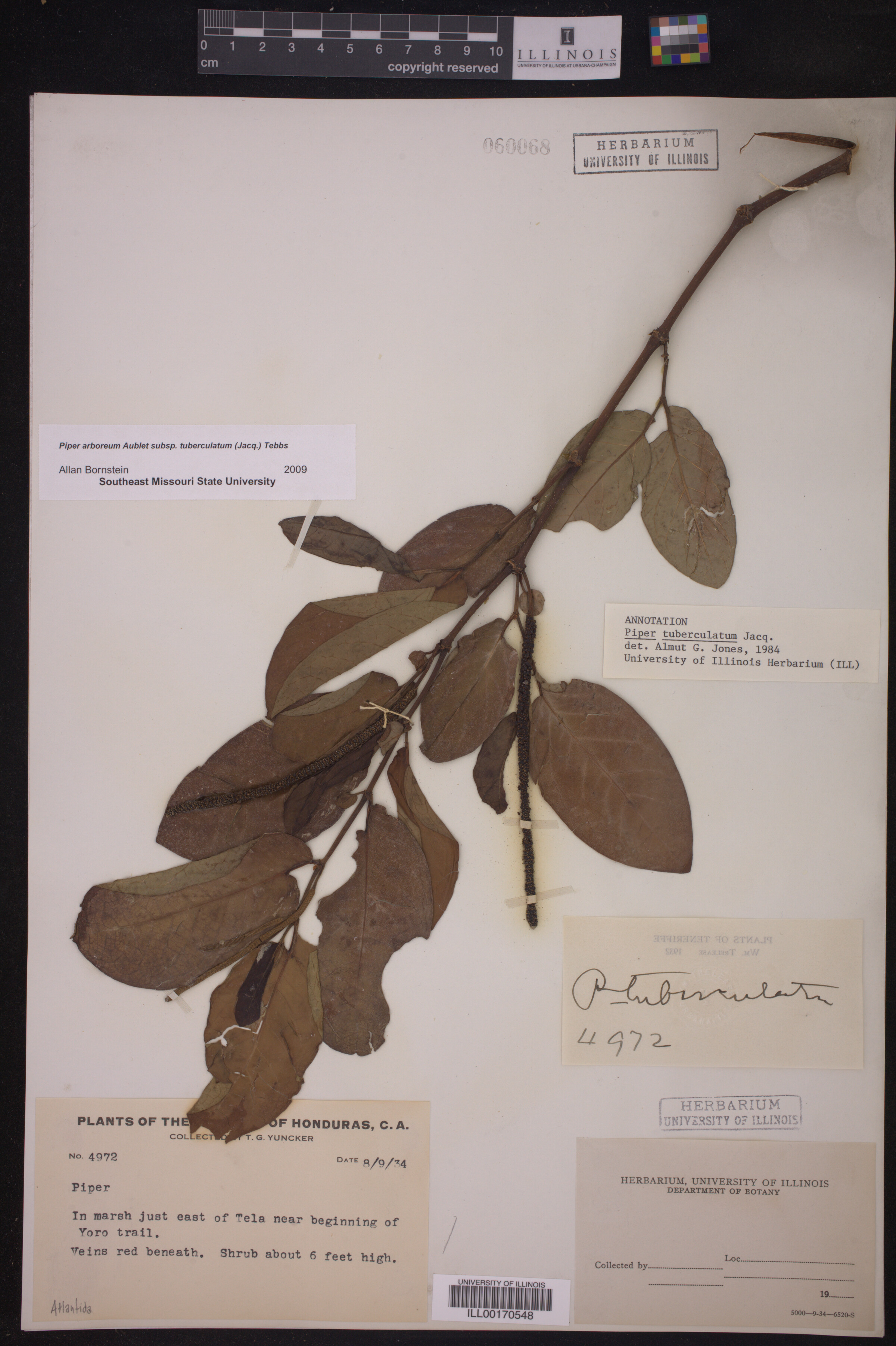Piper arboreum ssp. arboreum image