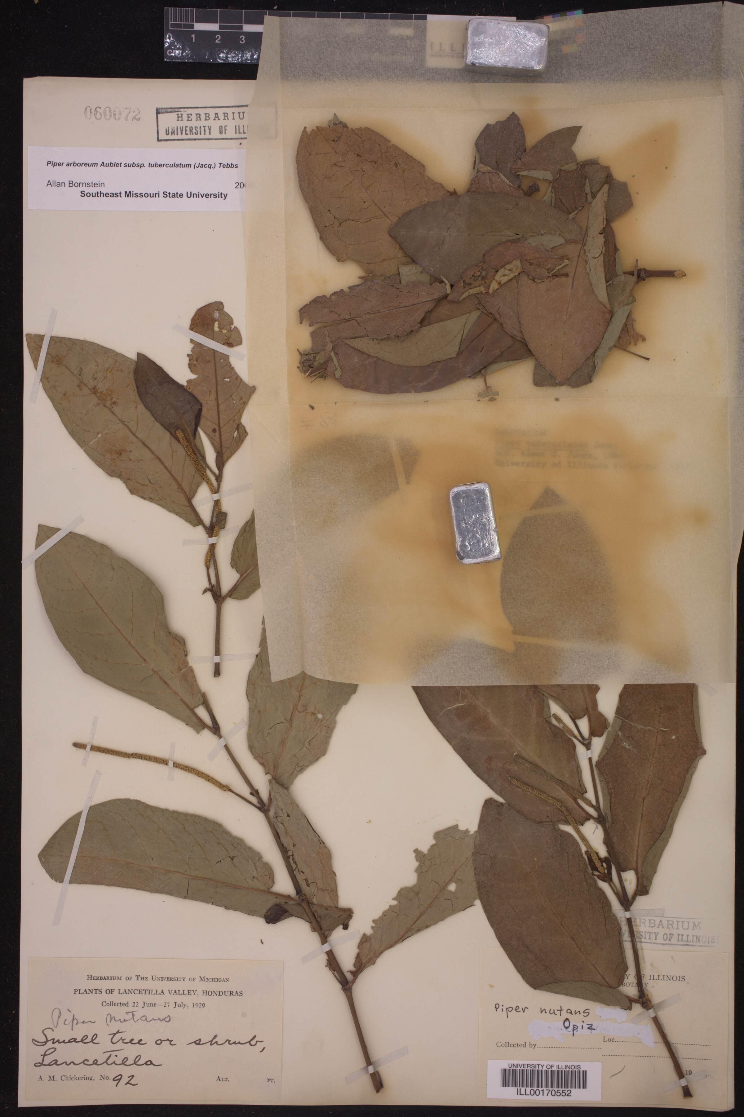 Piperaceae image