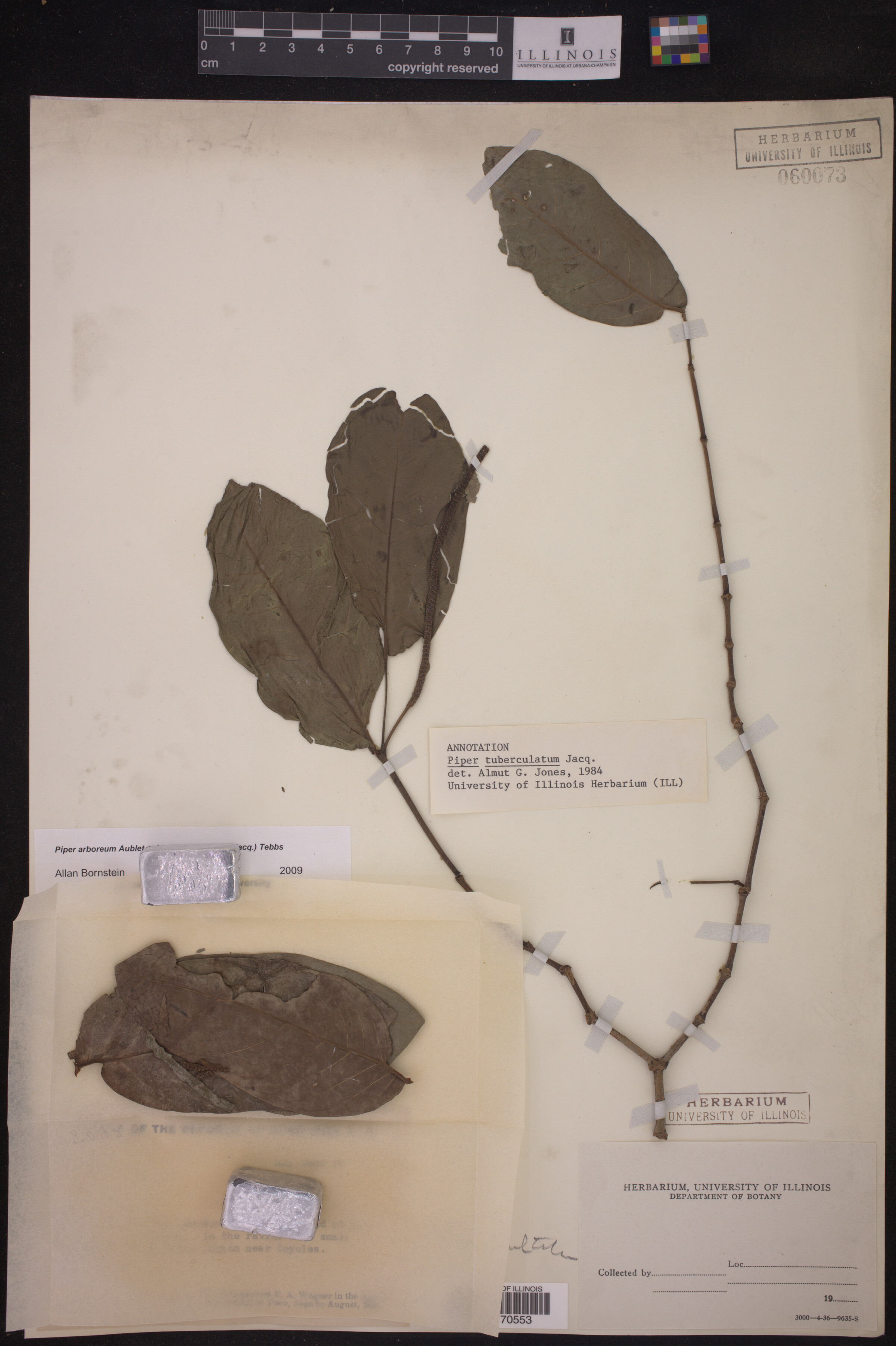 Piper arboreum ssp. arboreum image