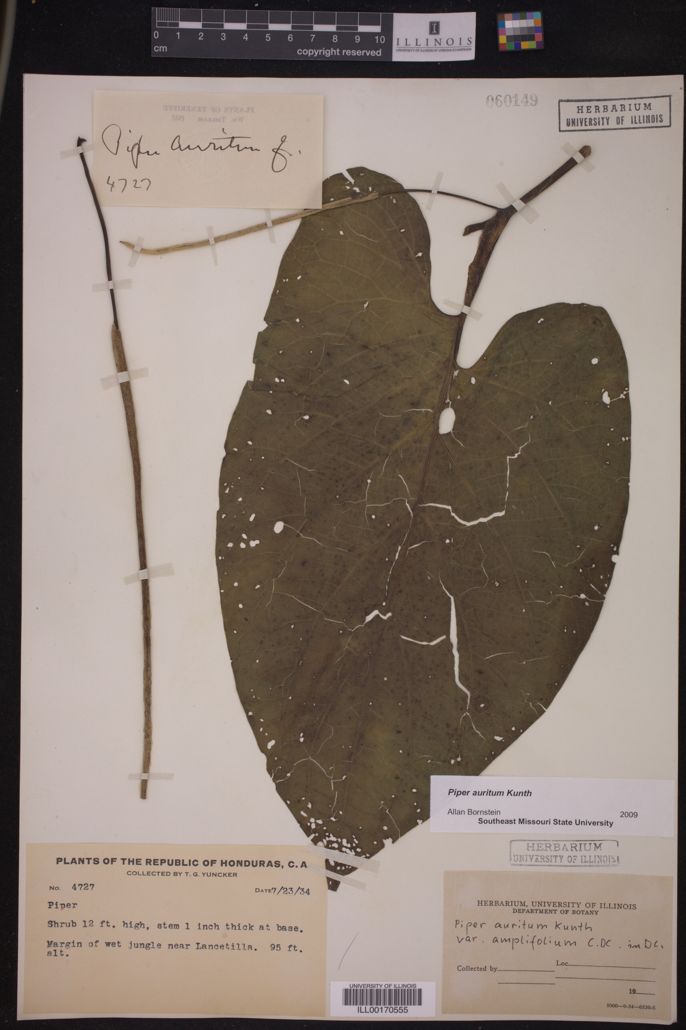 Piper auritum image