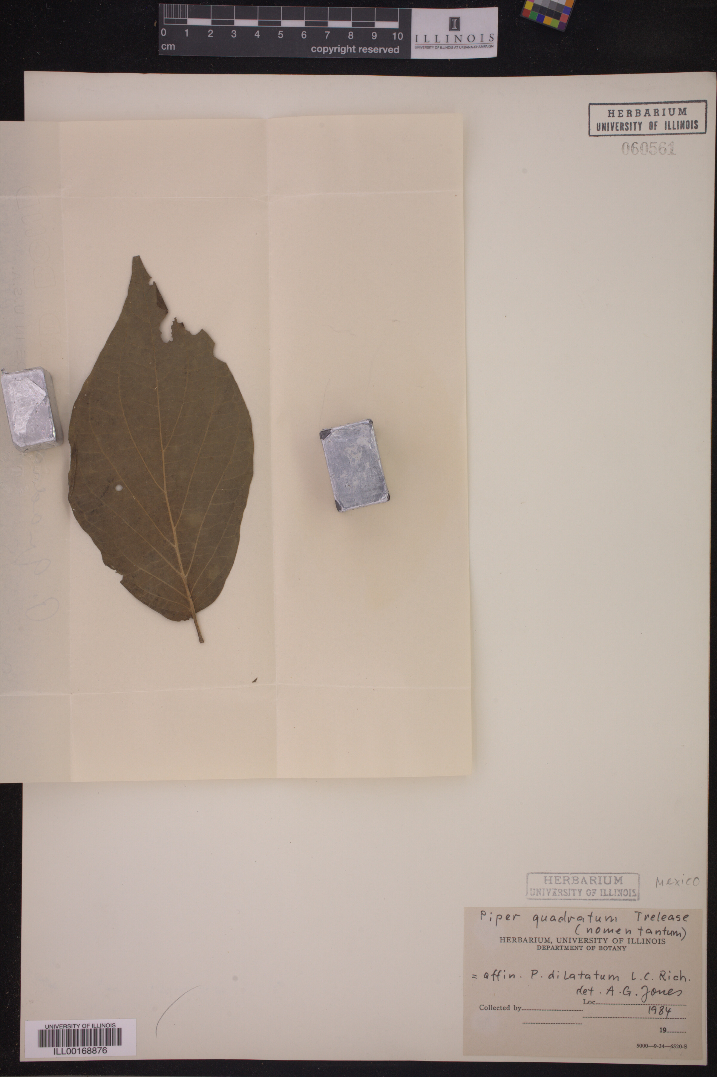 Piper dilatatum image