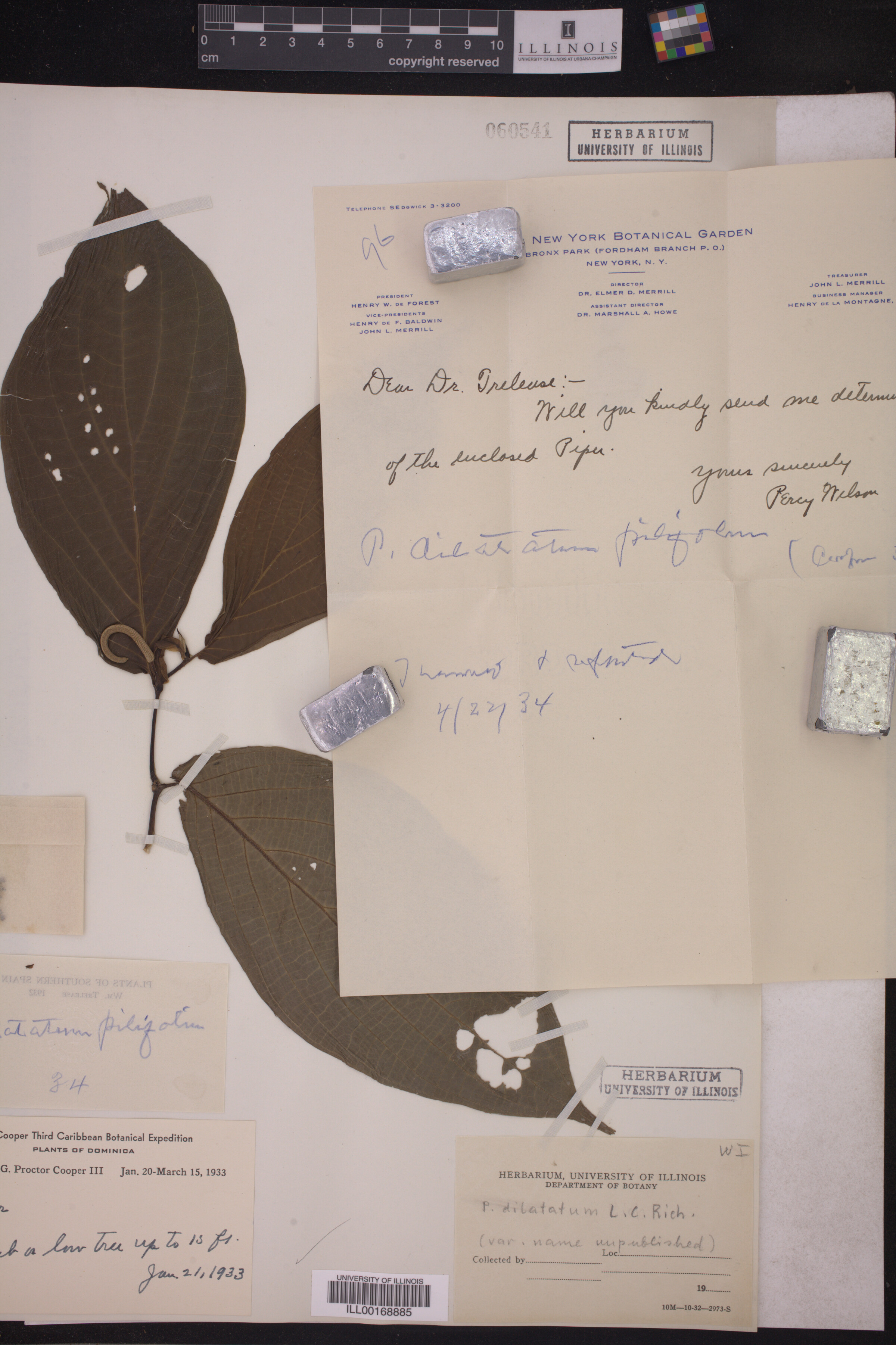 Piper dilatatum image