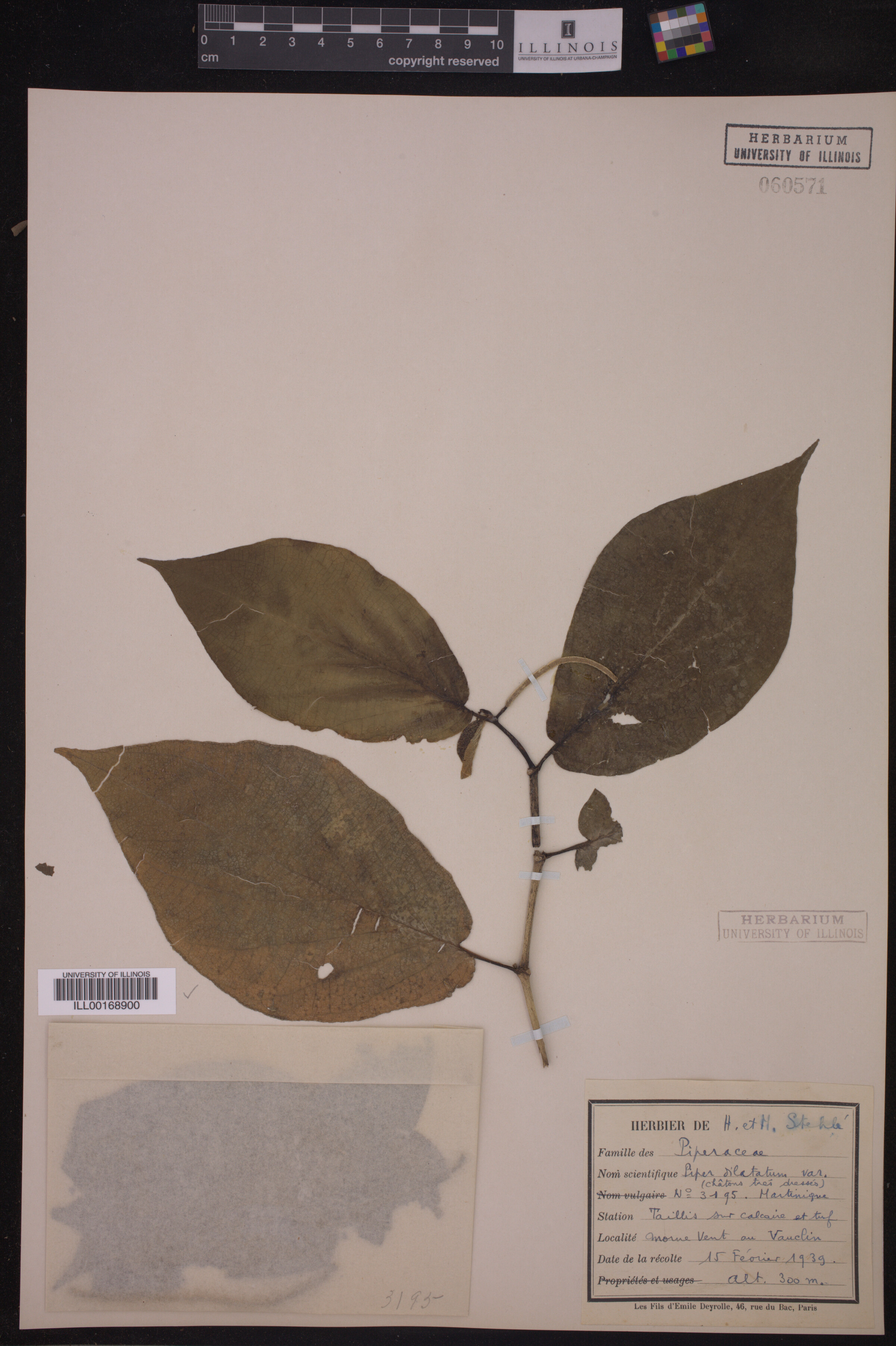 Piper dilatatum image