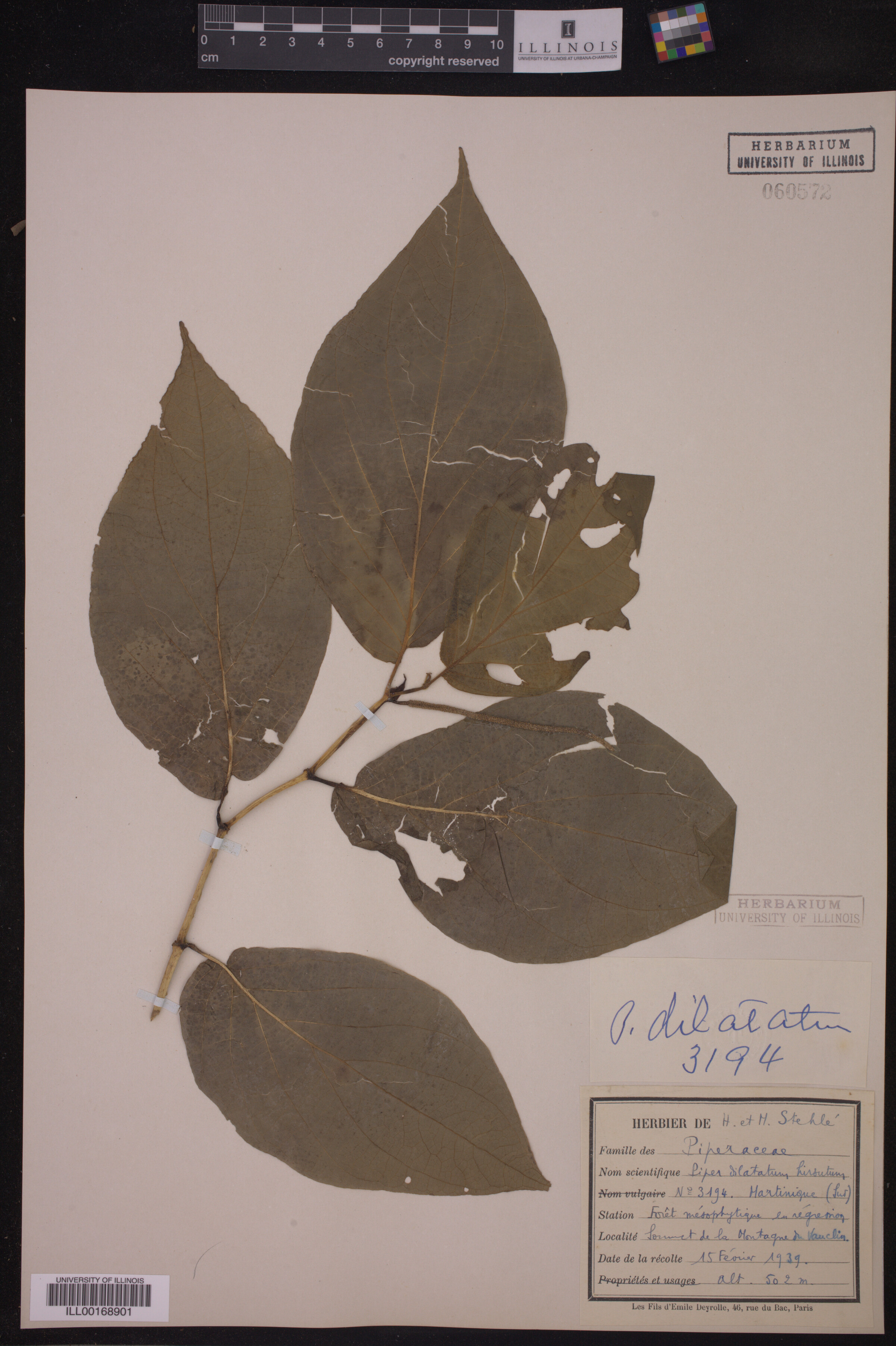 Piper dilatatum image