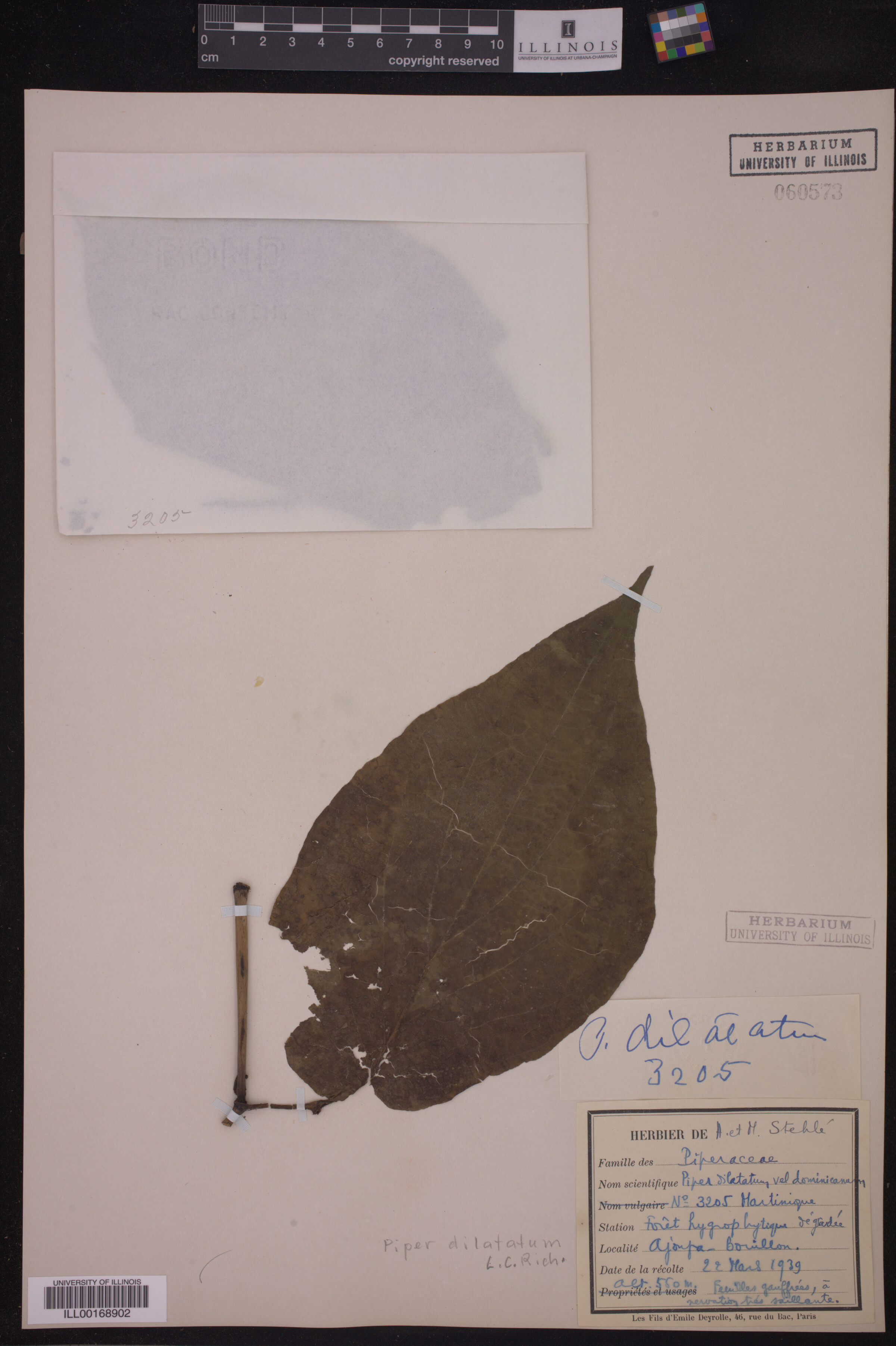 Piper dilatatum image