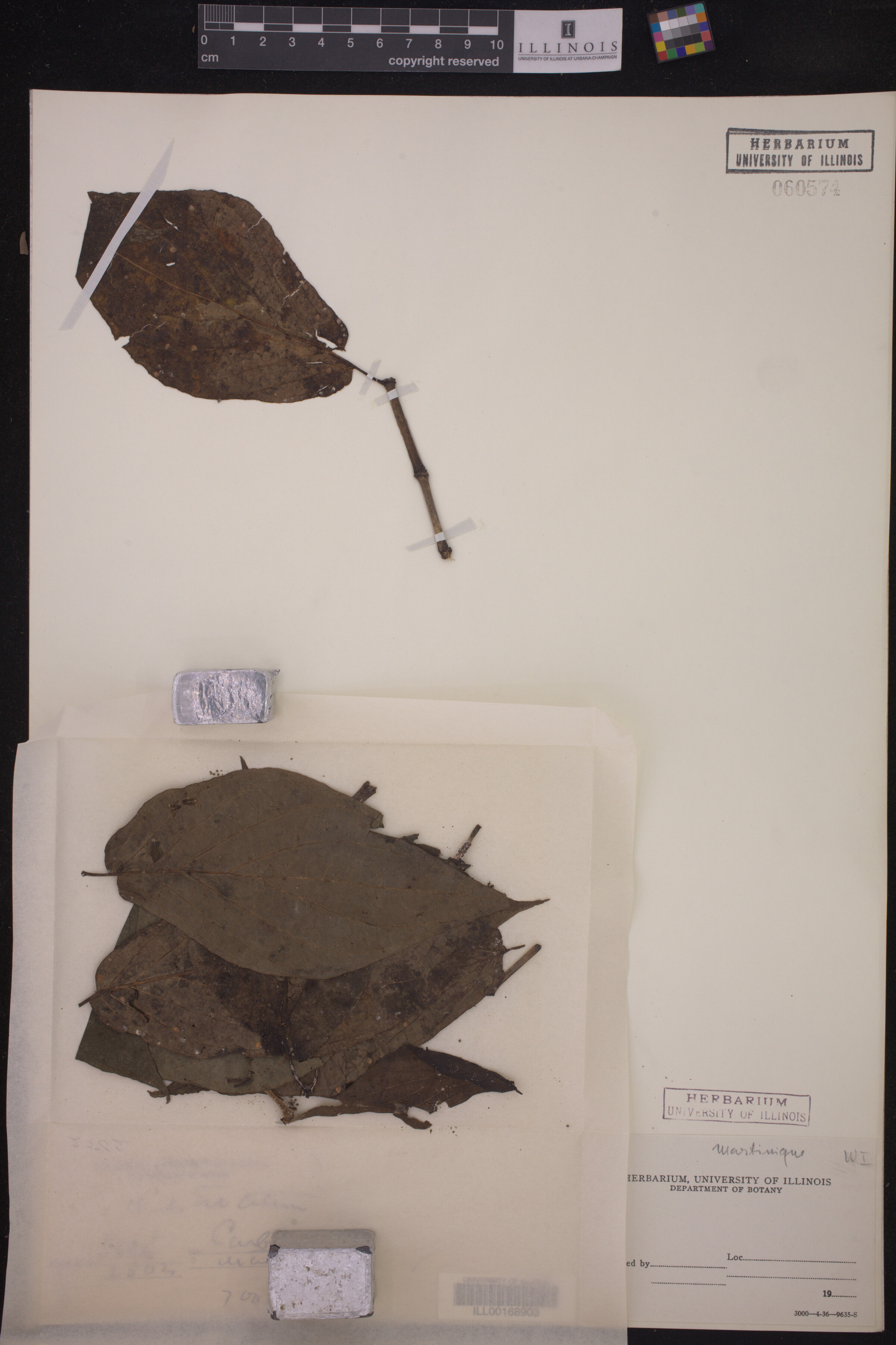 Piper dilatatum image