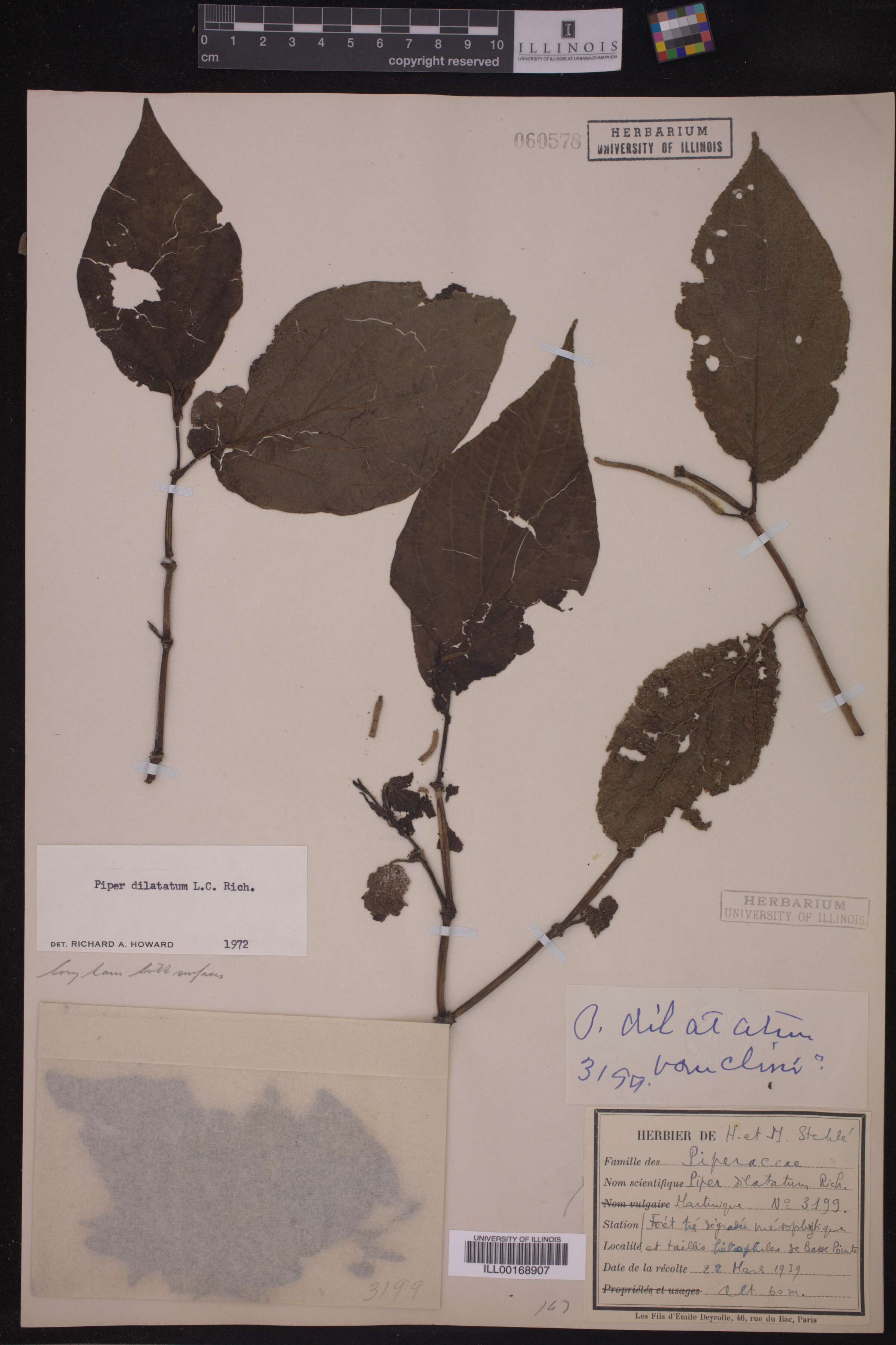 Piper dilatatum image