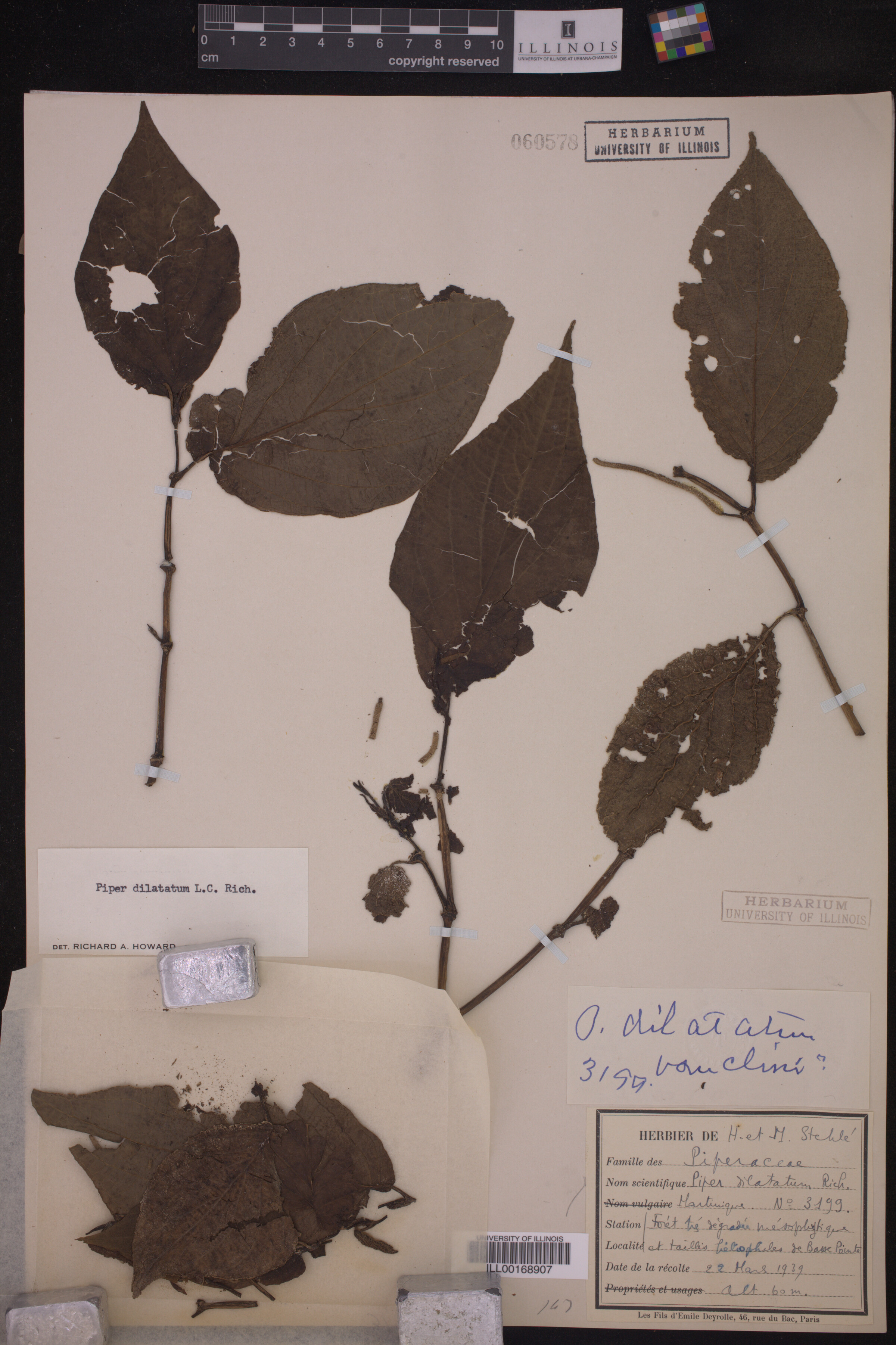 Piper dilatatum image