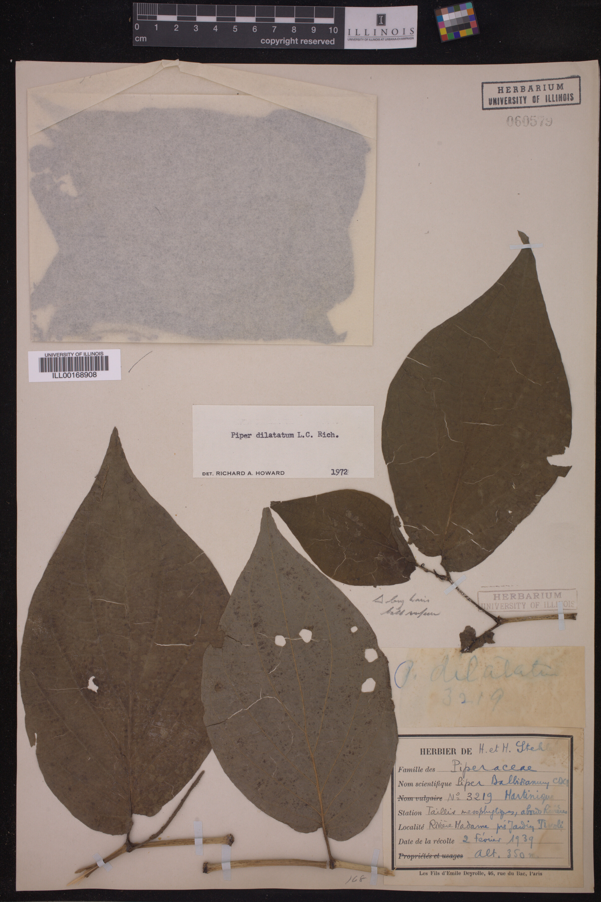 Piperaceae image