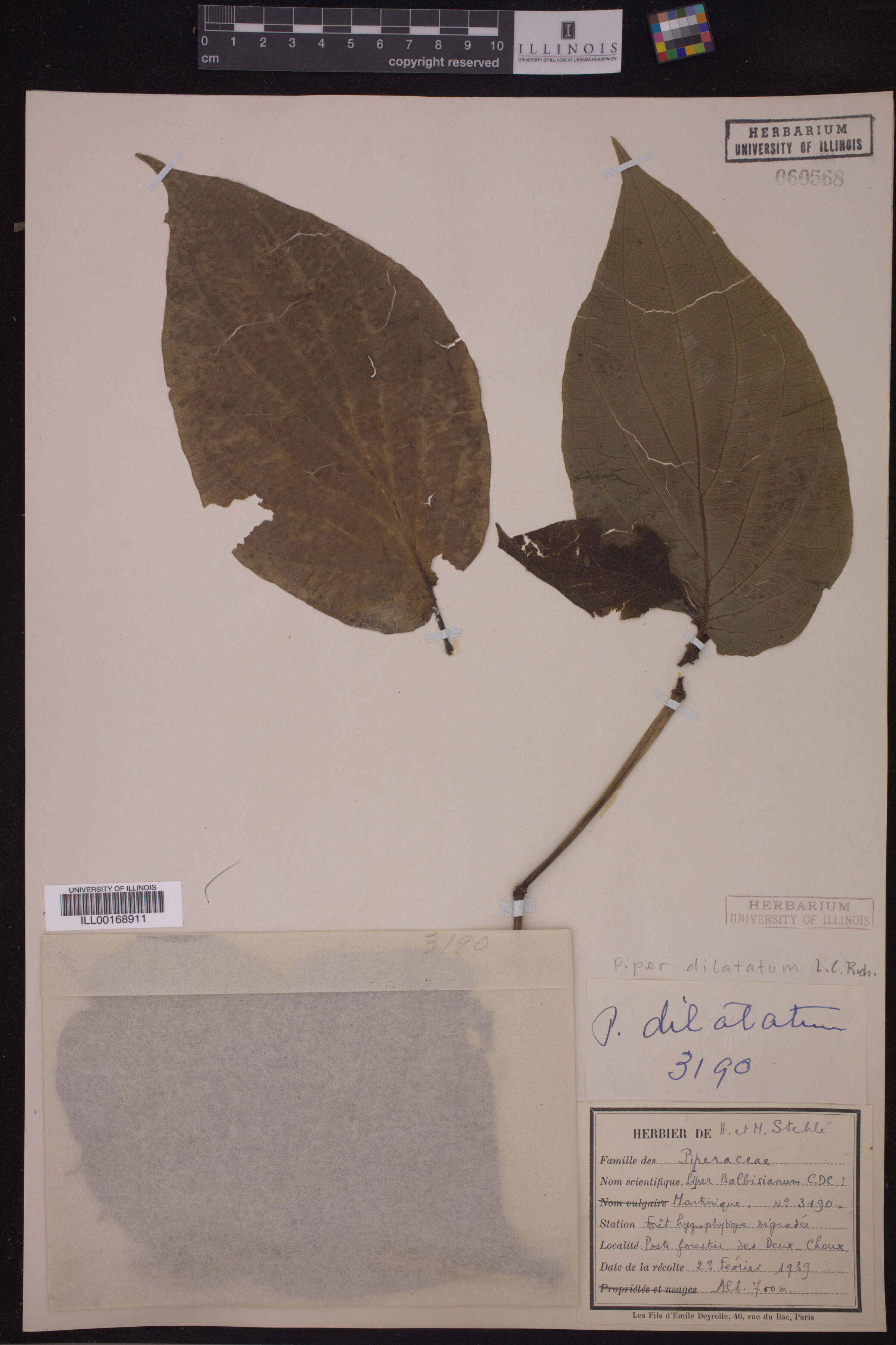 Piper dilatatum image