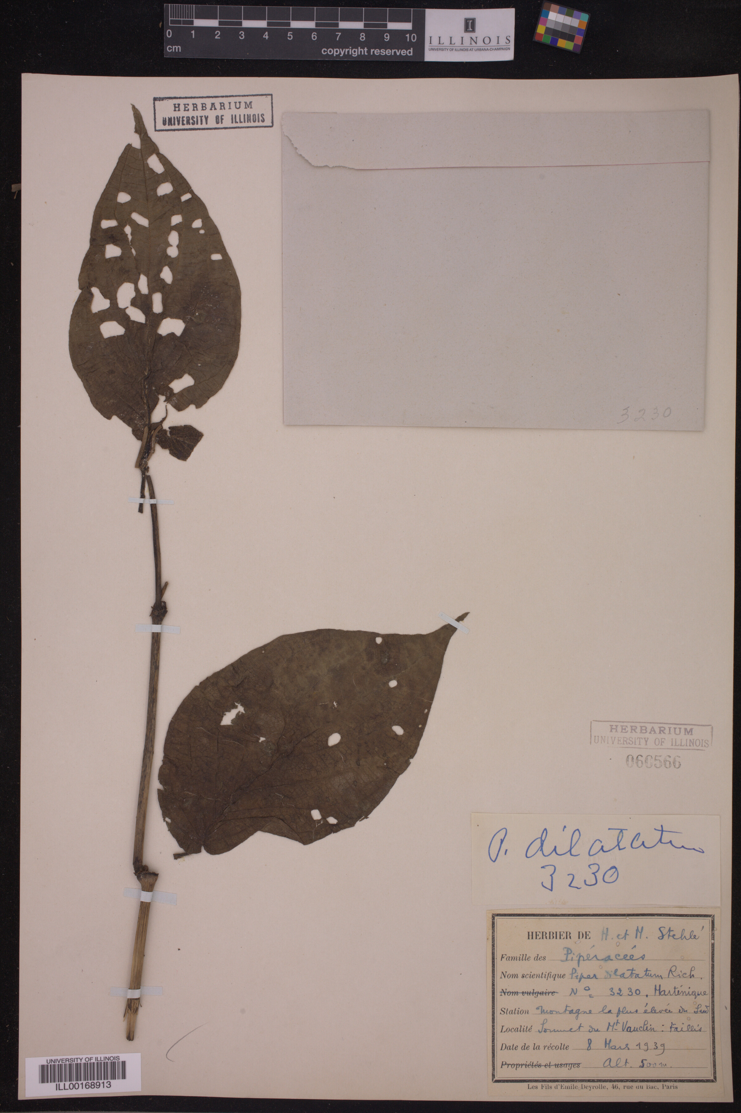 Piper dilatatum image