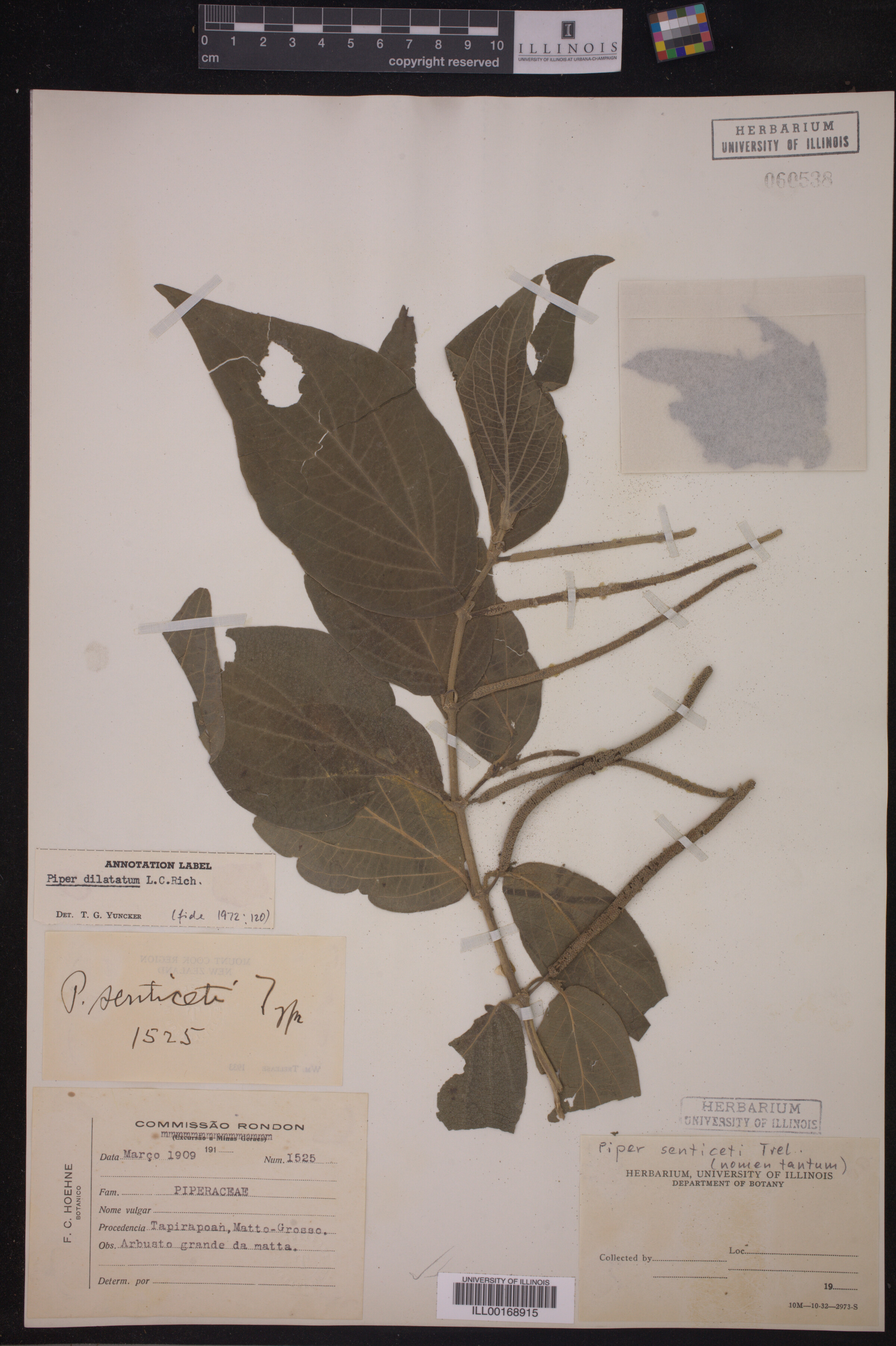 Piper dilatatum image