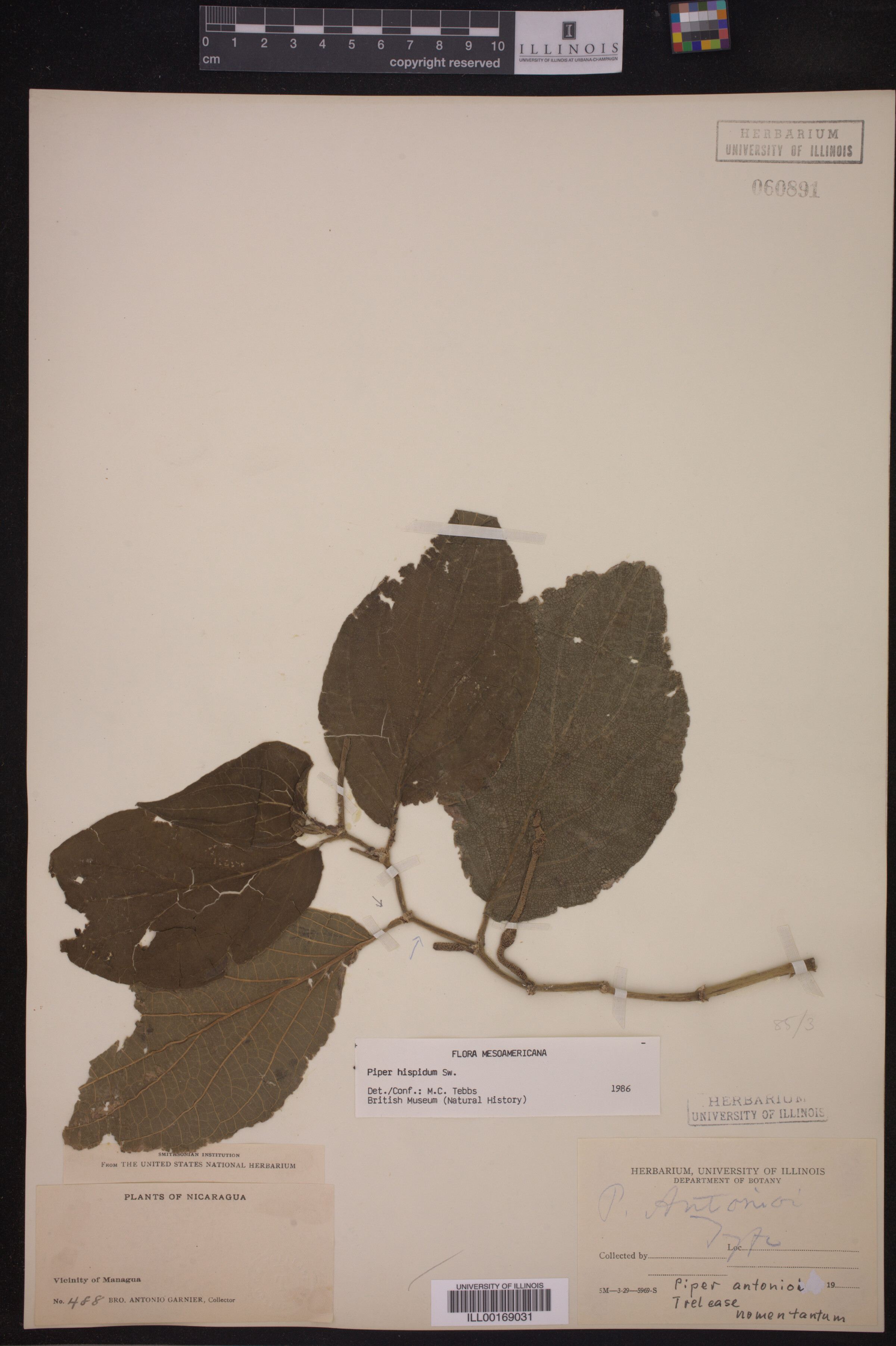 Piperaceae image