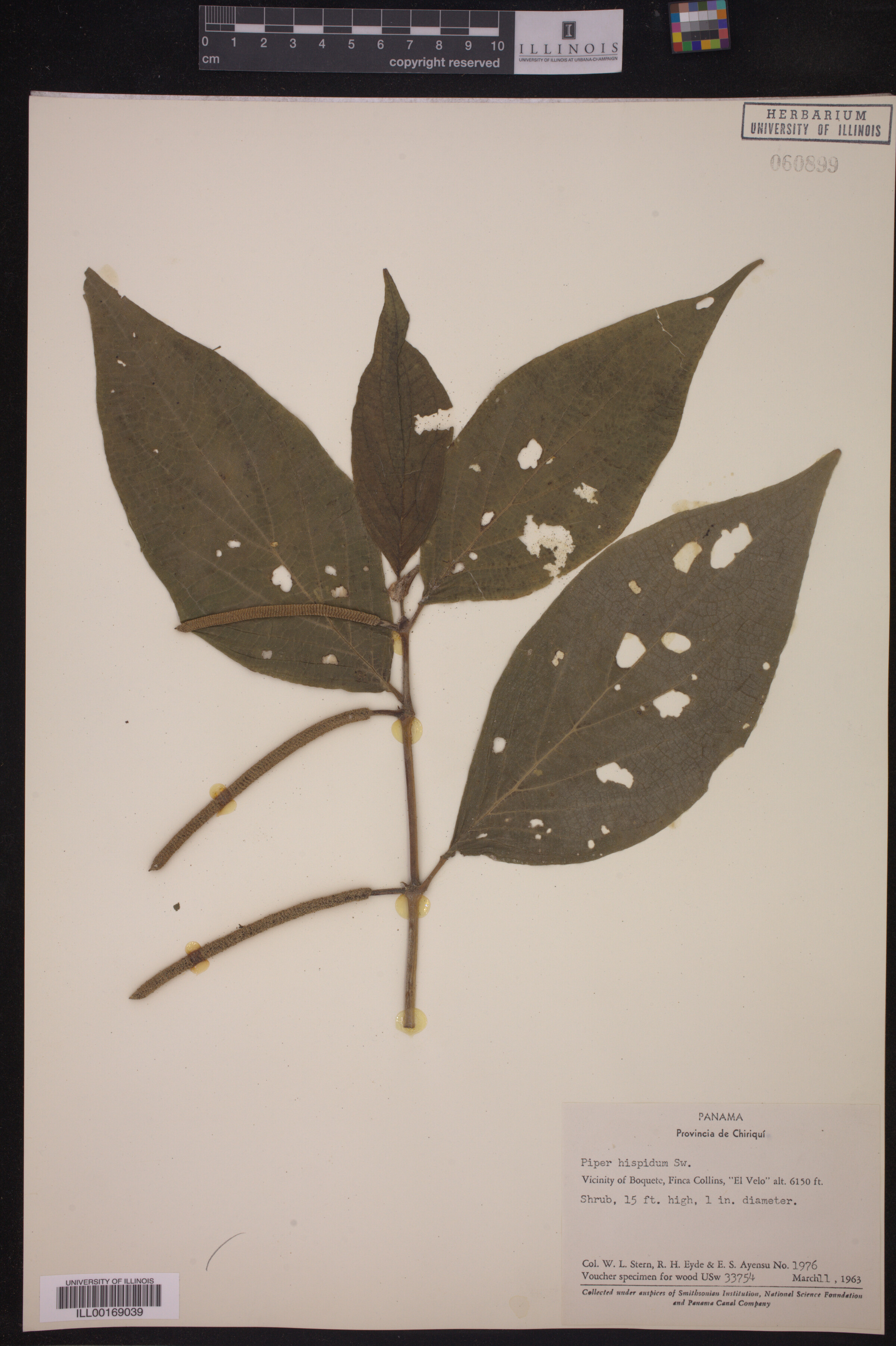 Piperaceae image
