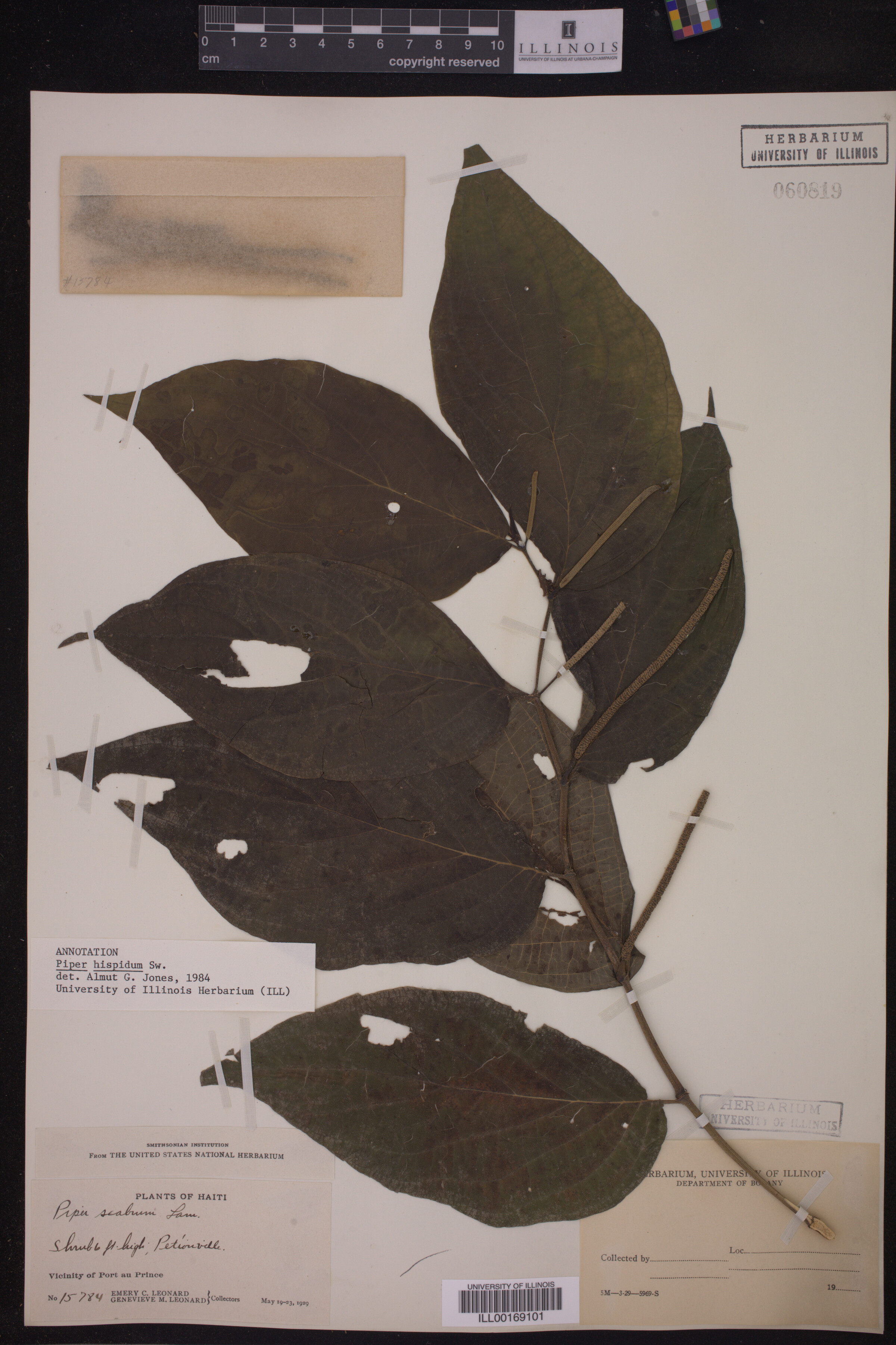 Piper hispidum image