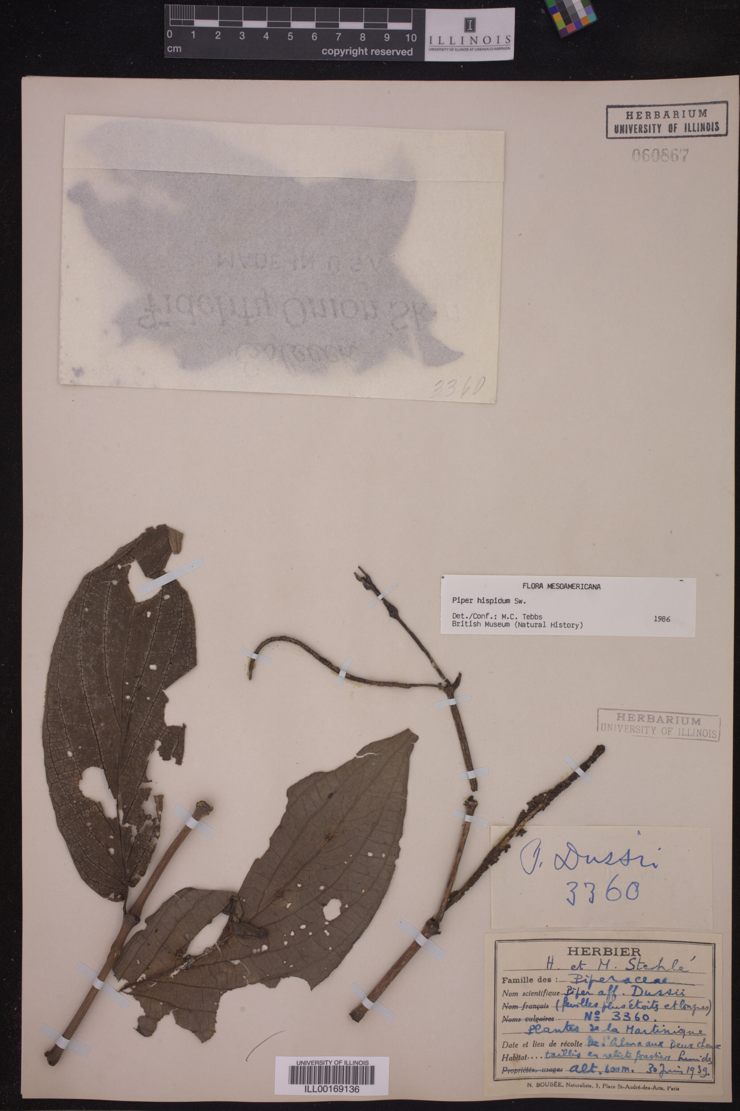 Piper hispidum image