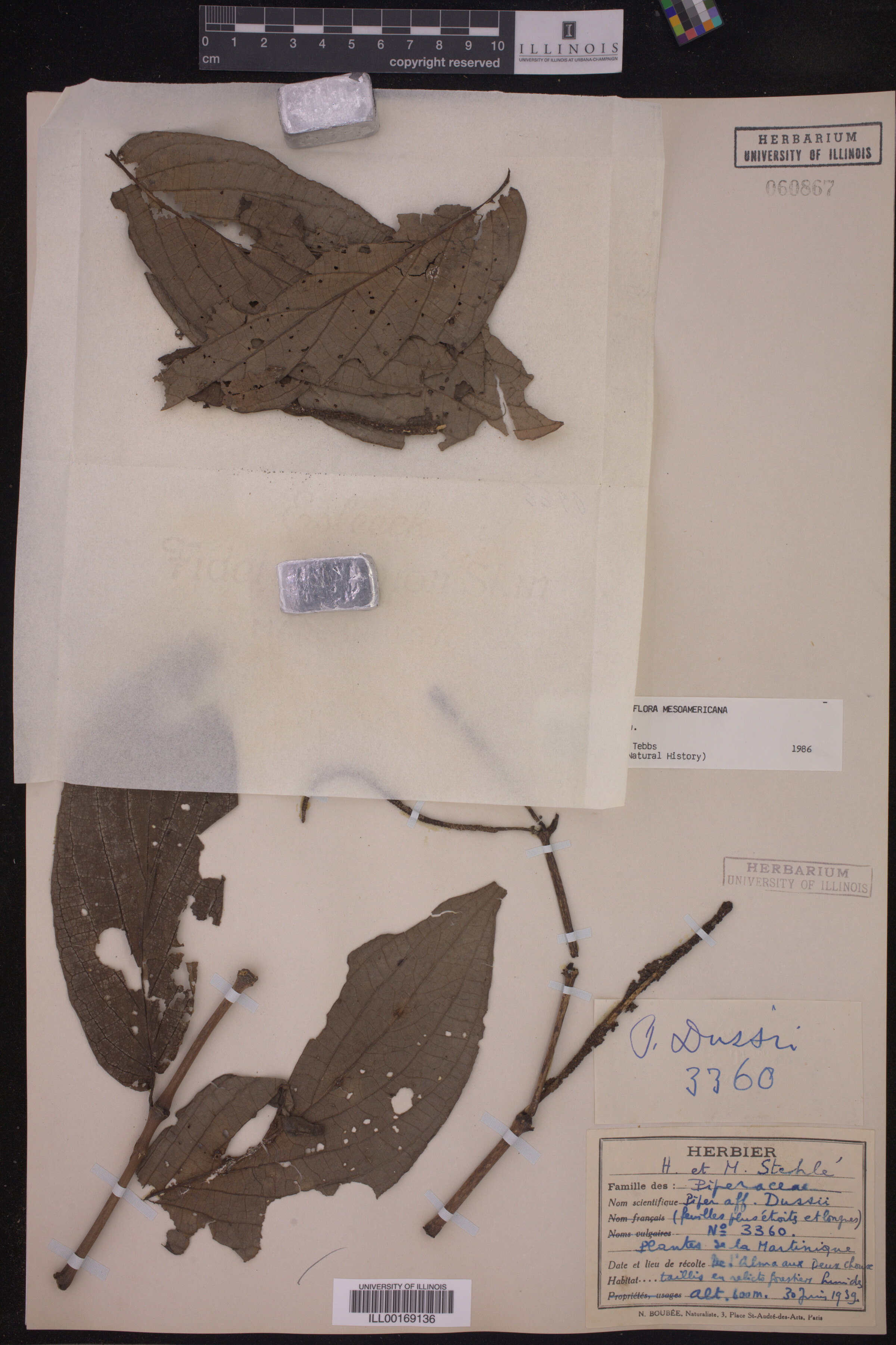 Piper hispidum image