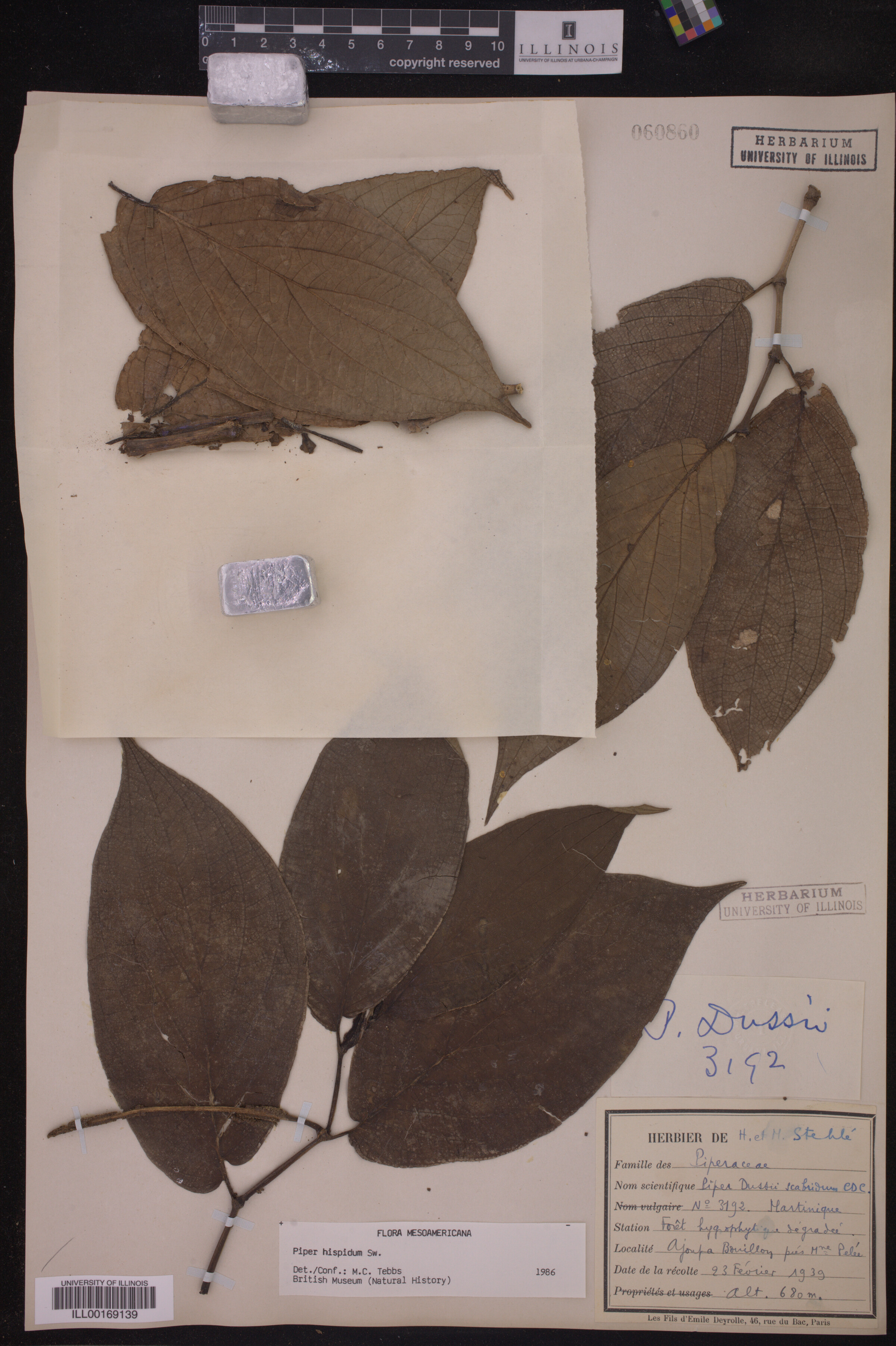 Piper hispidum image