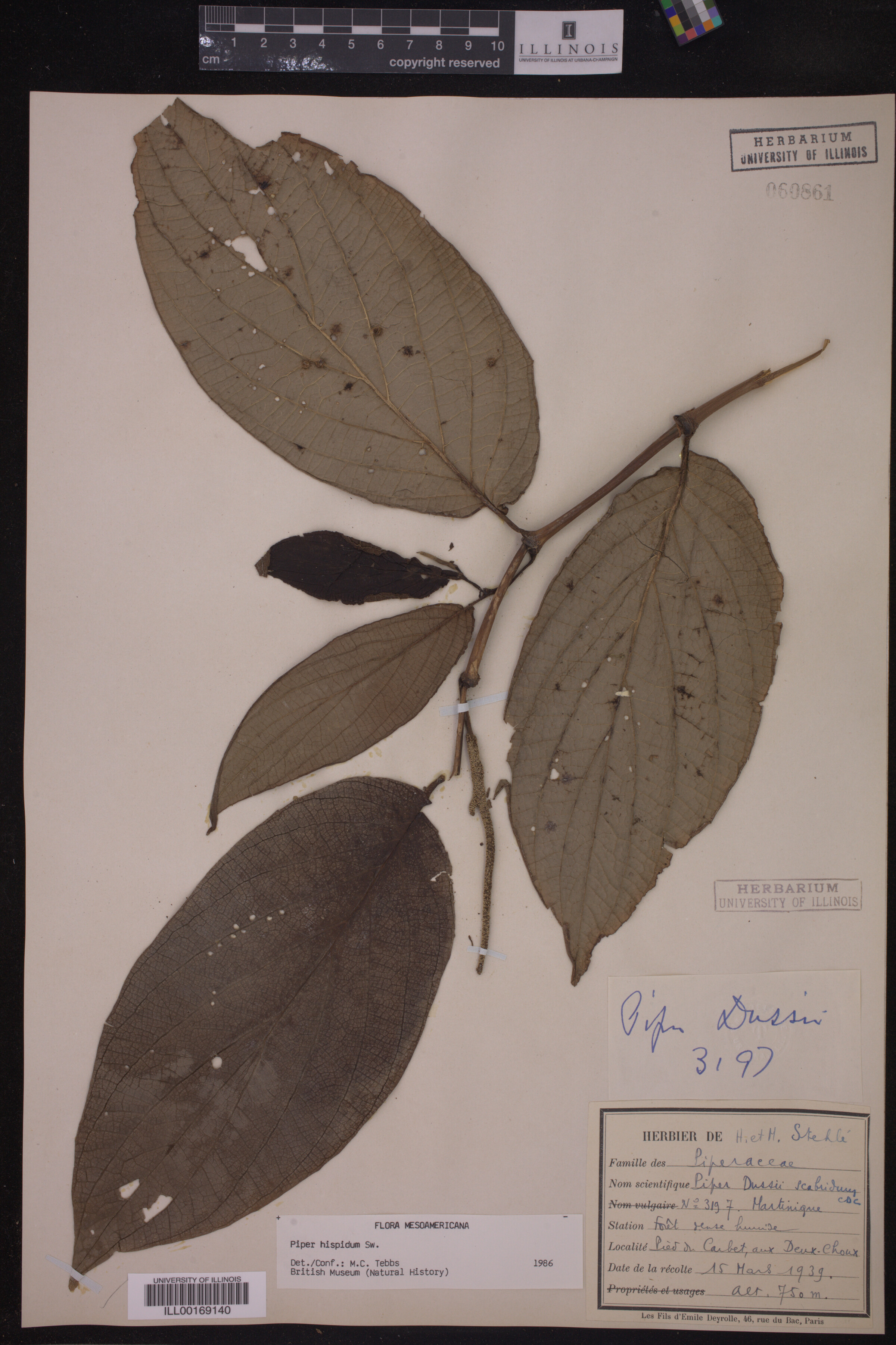 Piperaceae image
