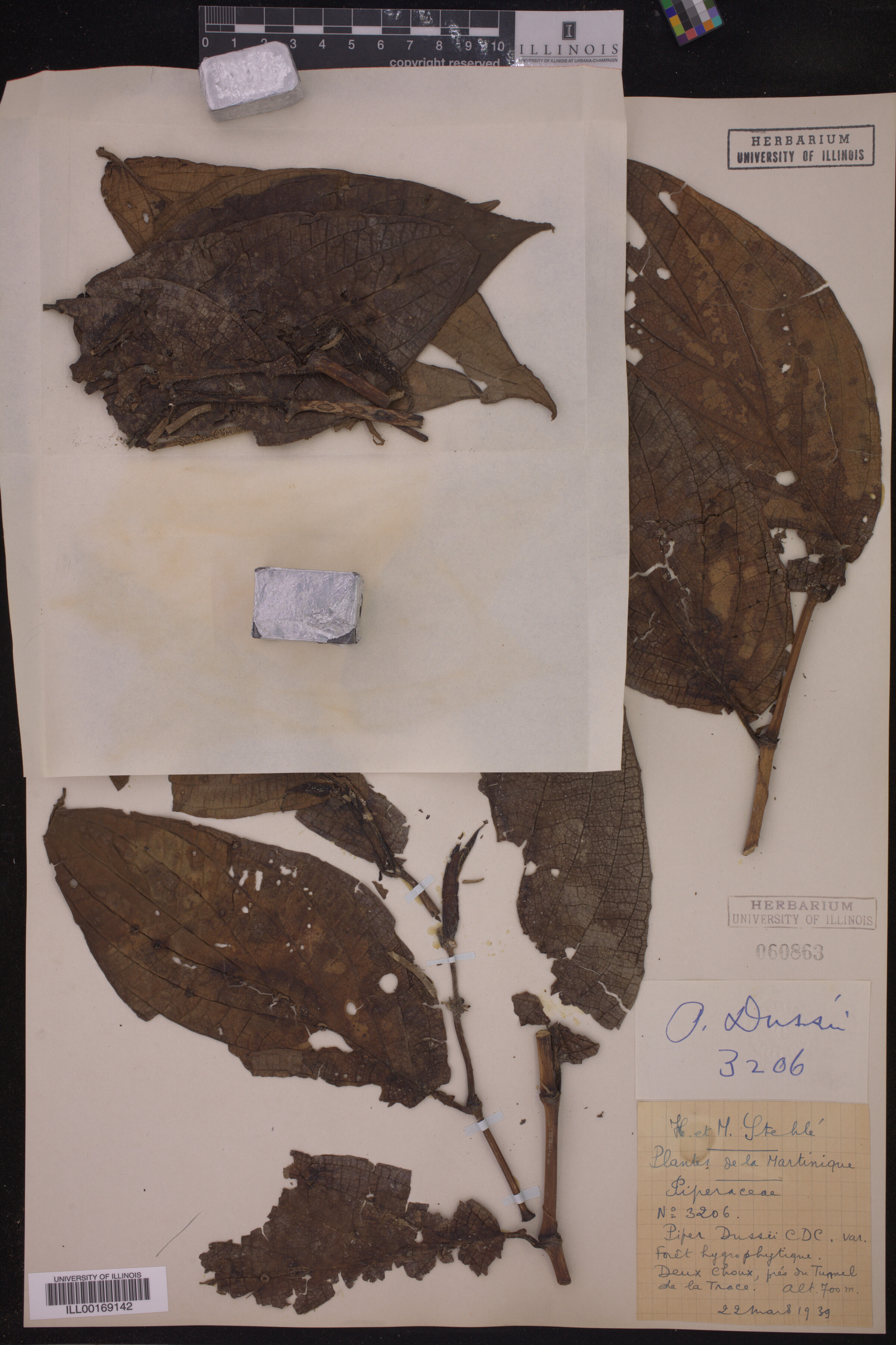 Piper hispidum image