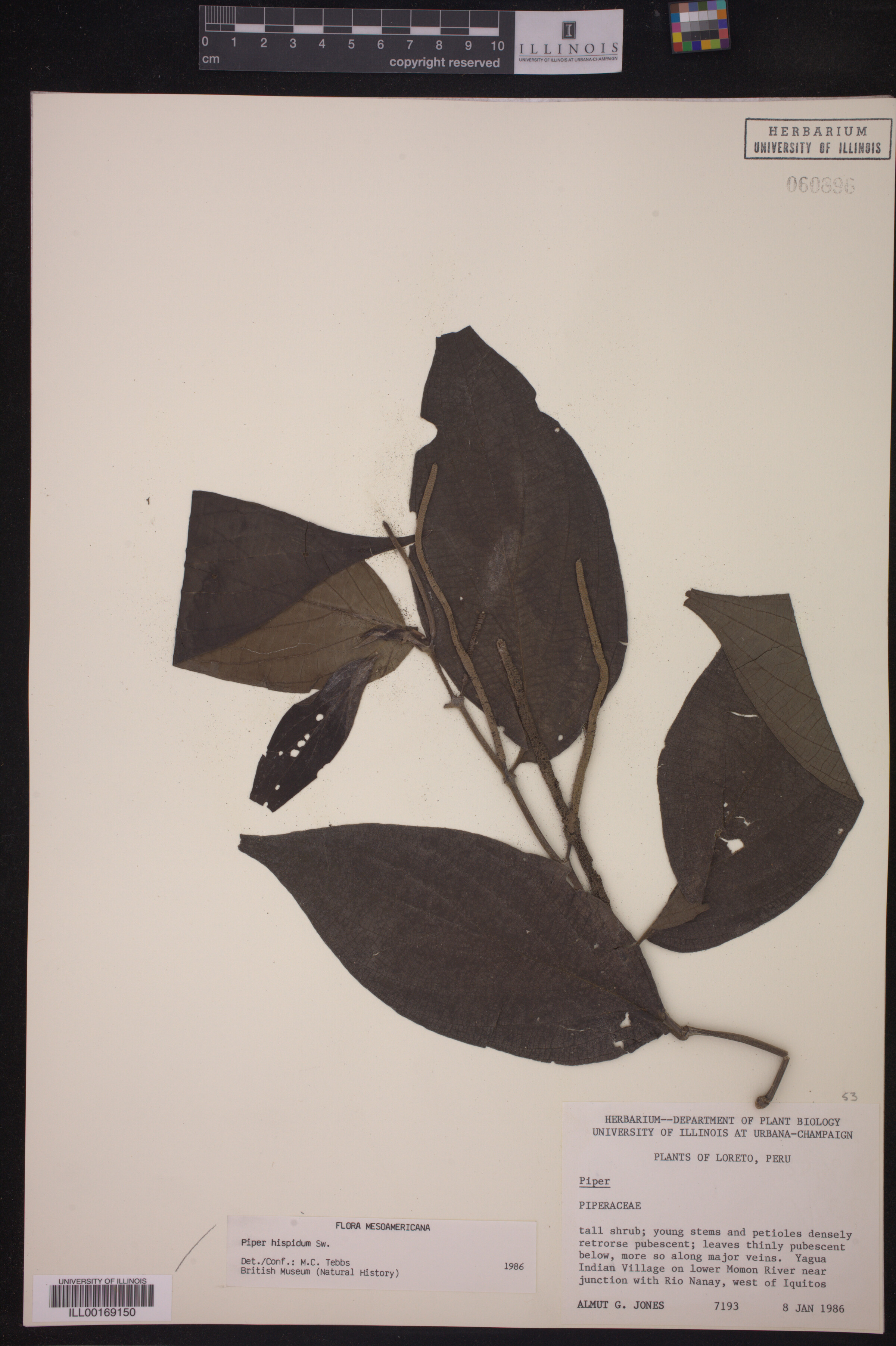 Piper hispidum image