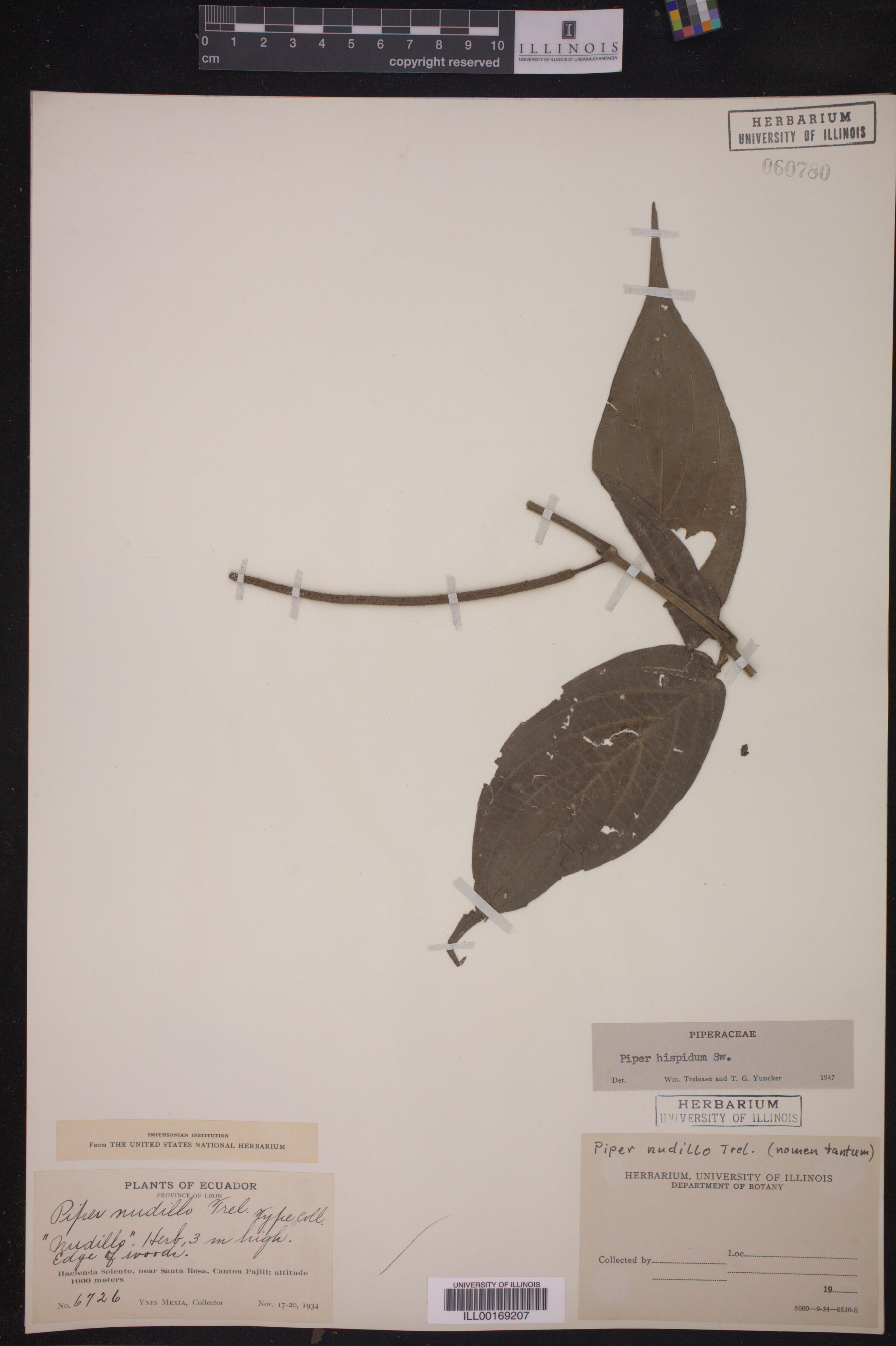 Piper hispidum image