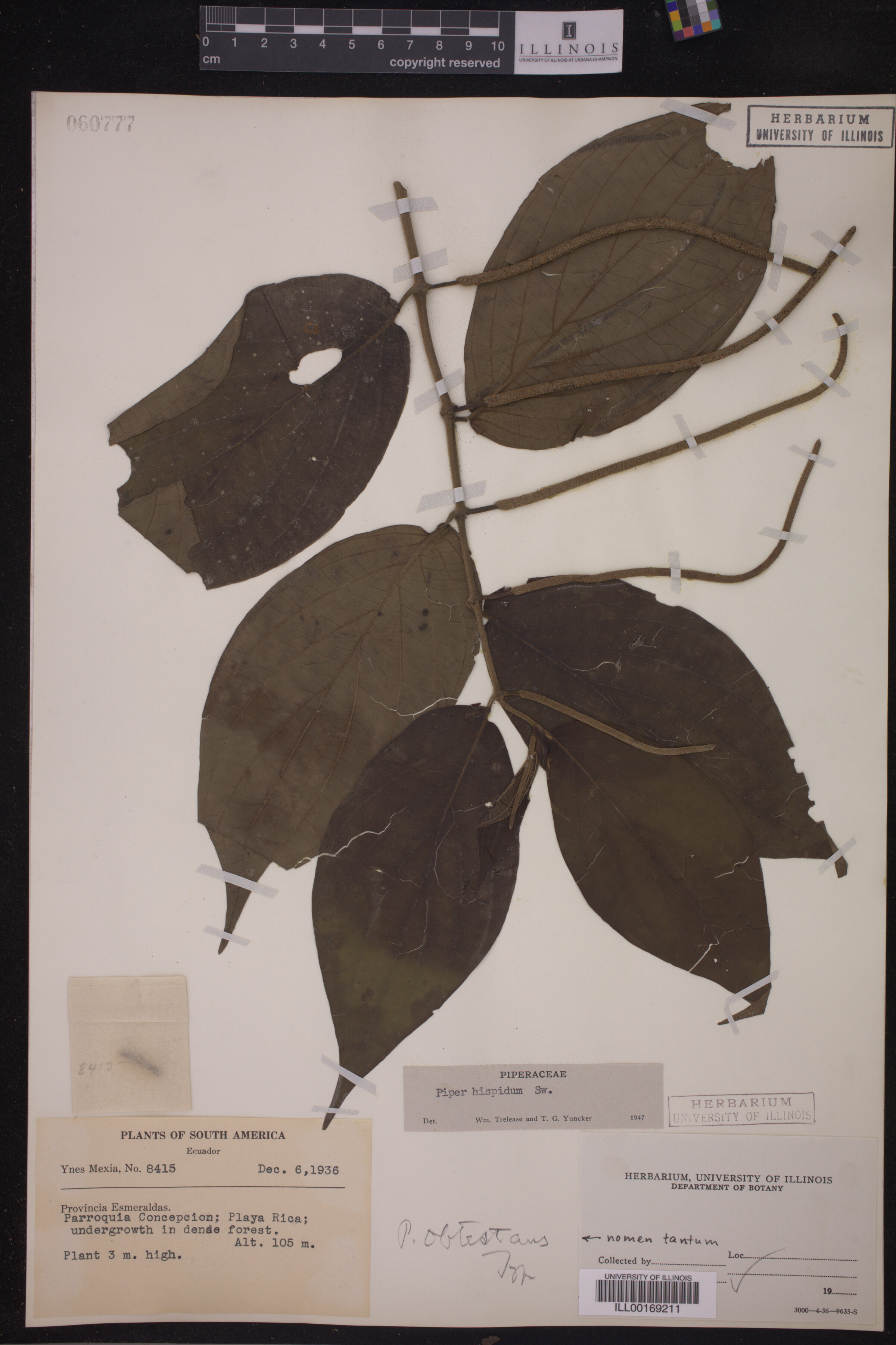 Piper hispidum image