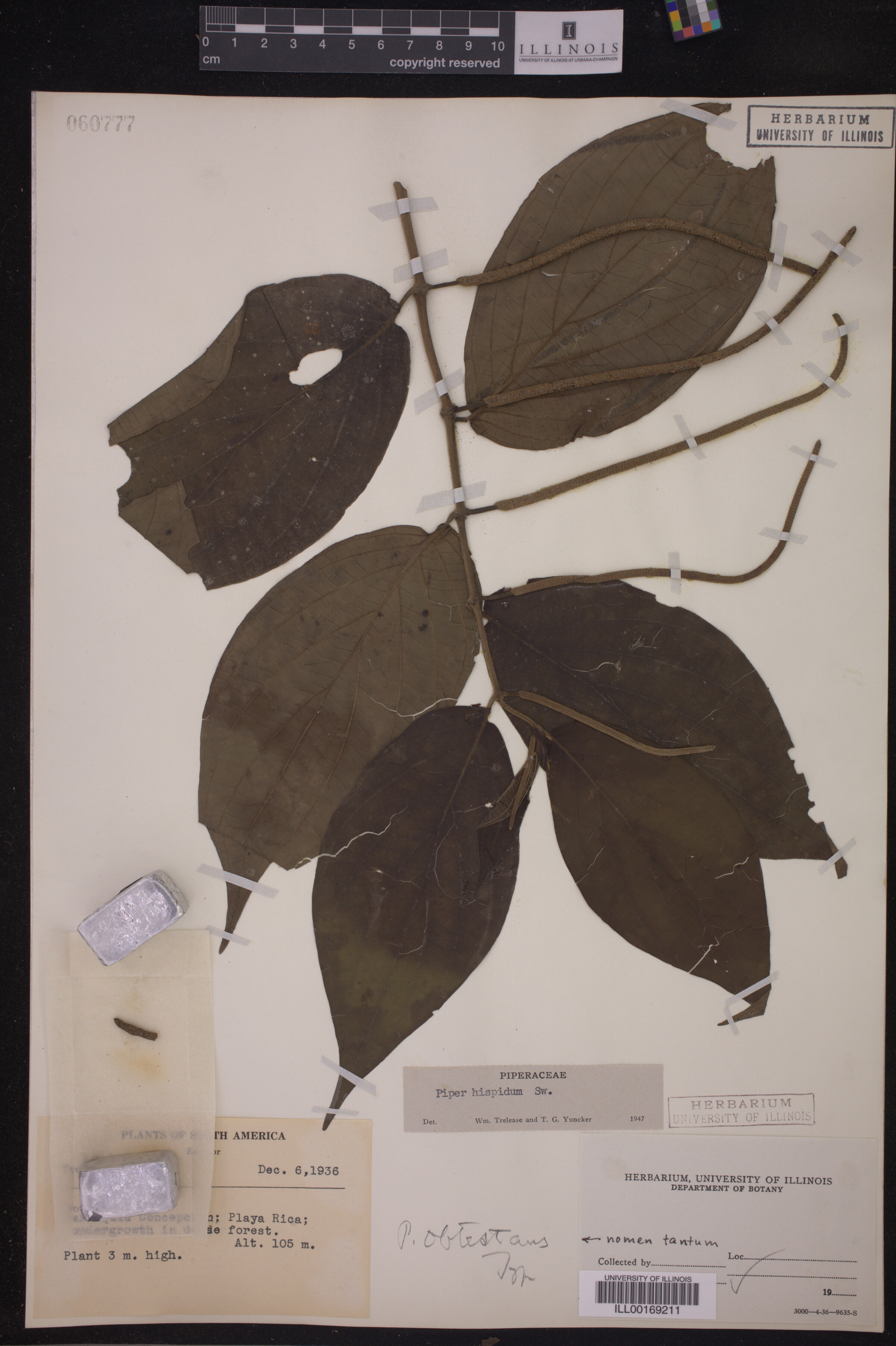 Piper hispidum image